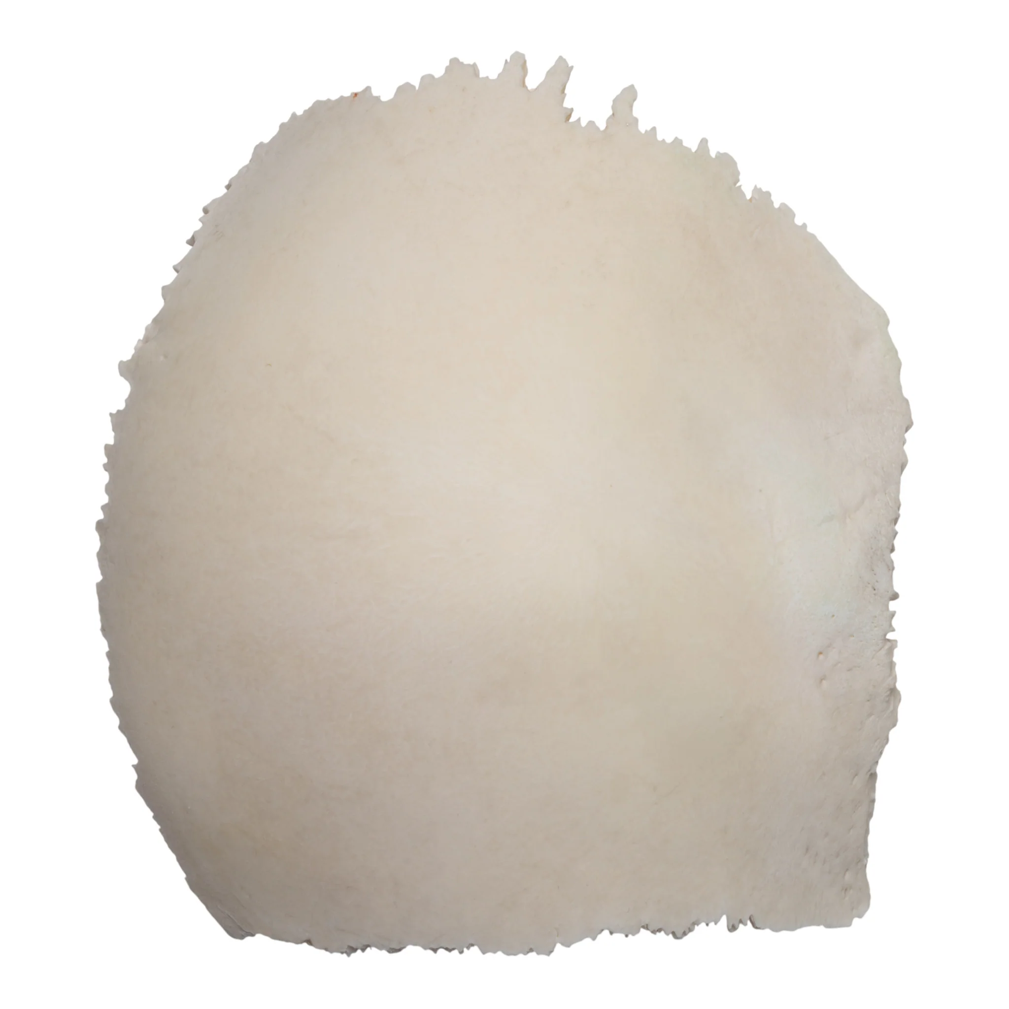 Real Human Parietal Bone - Image 4