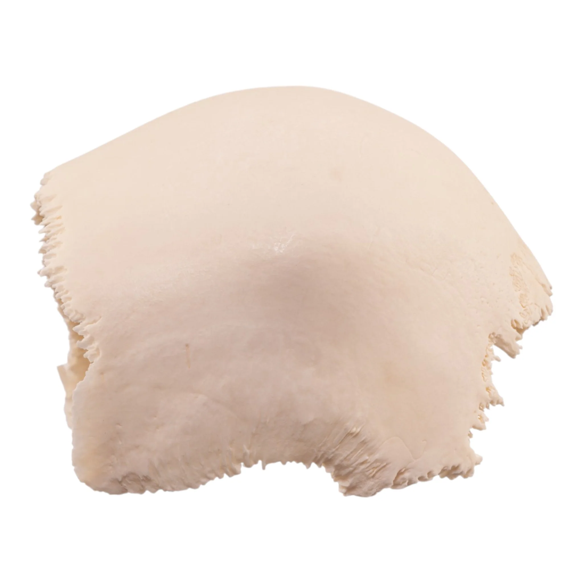 Real Human Skull Cap – Parietal Bones - Image 4