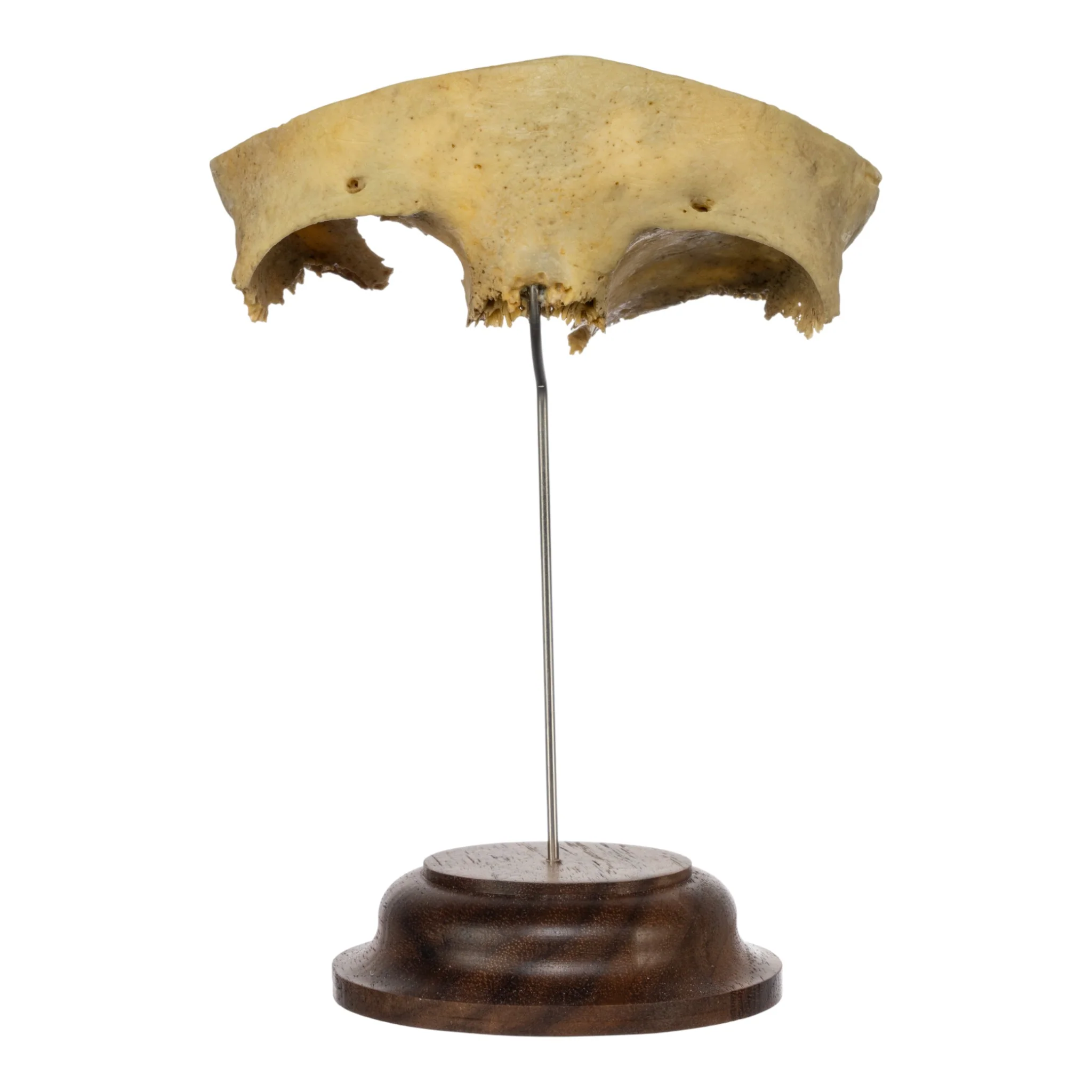 Real Human Partial Frontal Bone on Stand