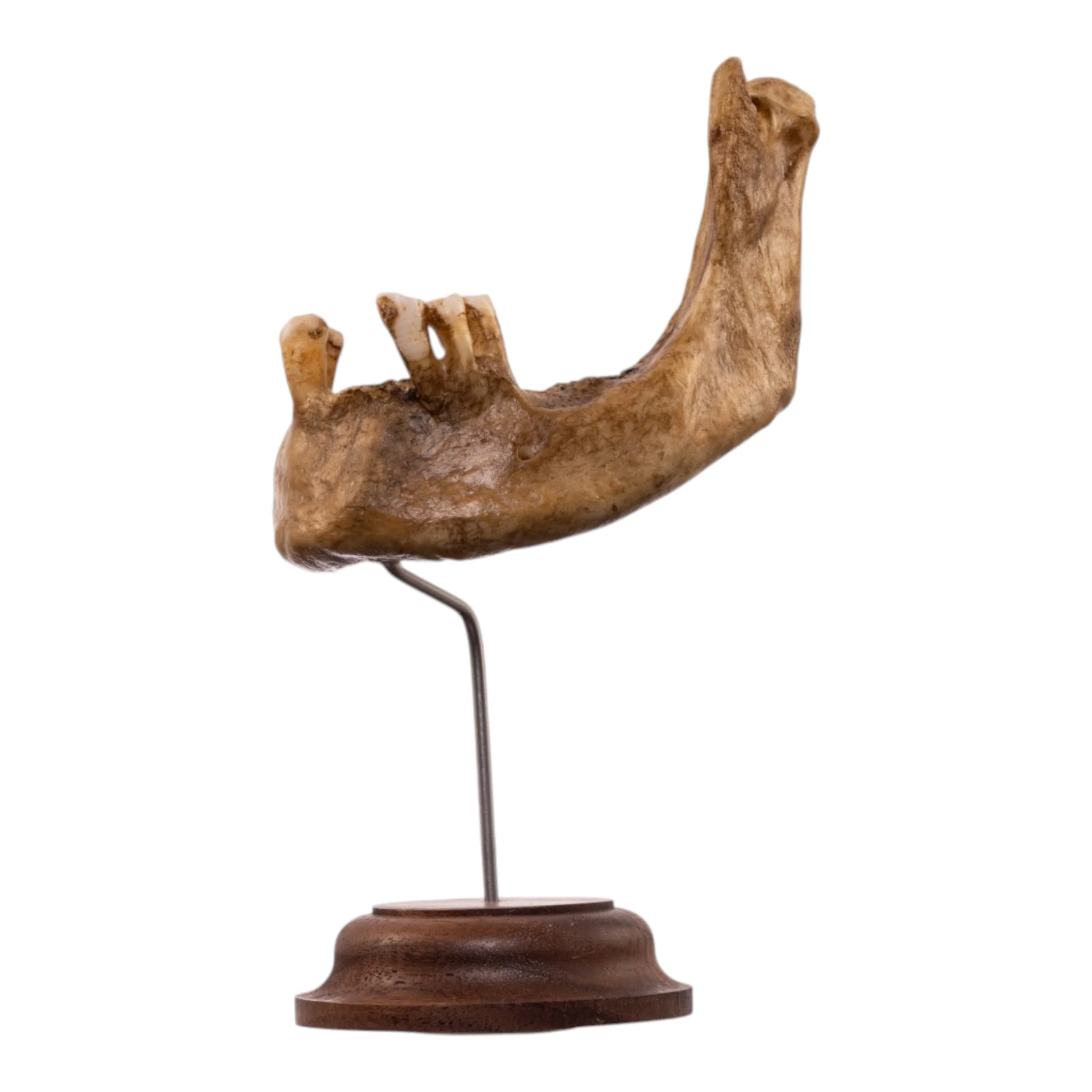 Real Human Partial Mandible - Antique - Image 4
