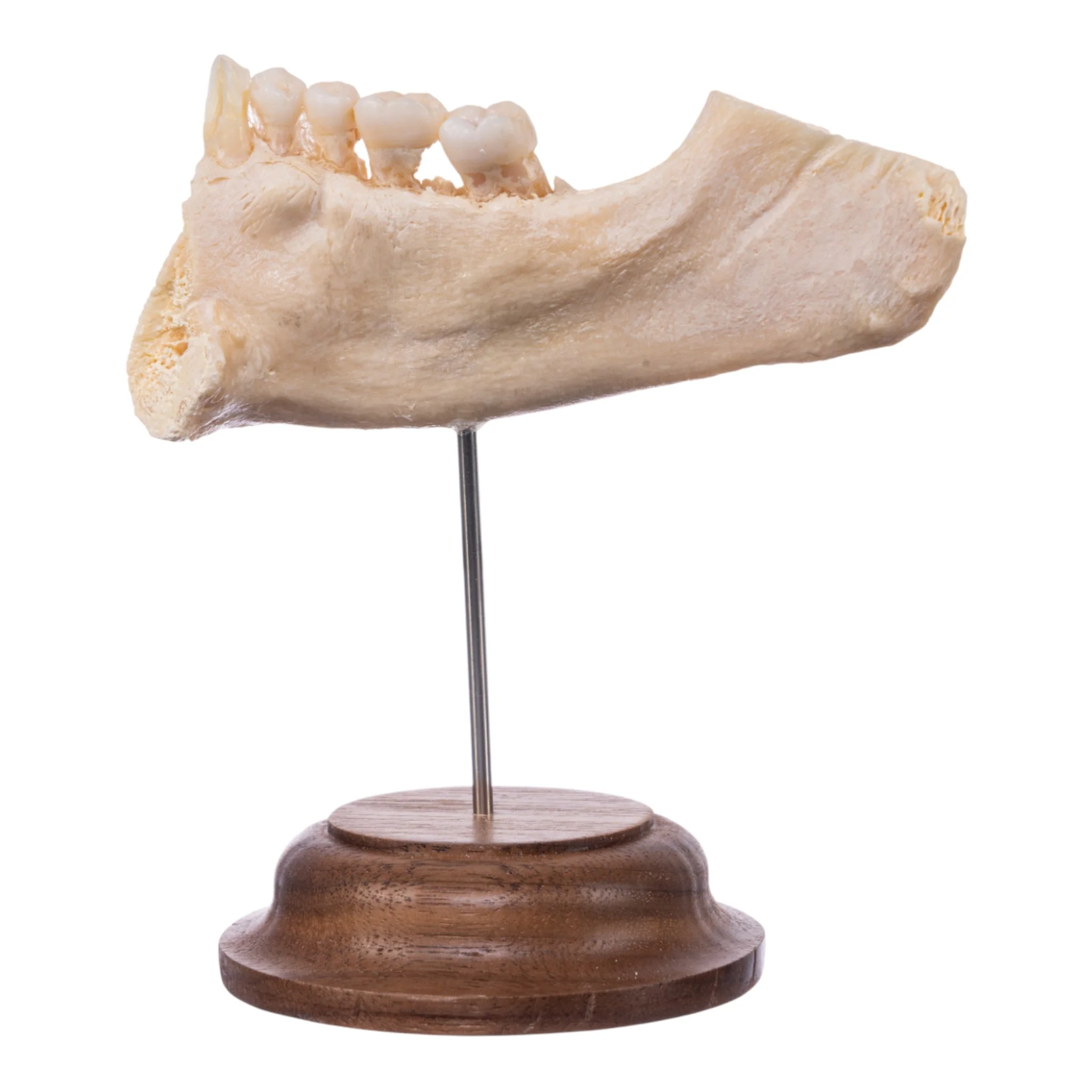Real Human Partial Mandible On Stand - Image 3