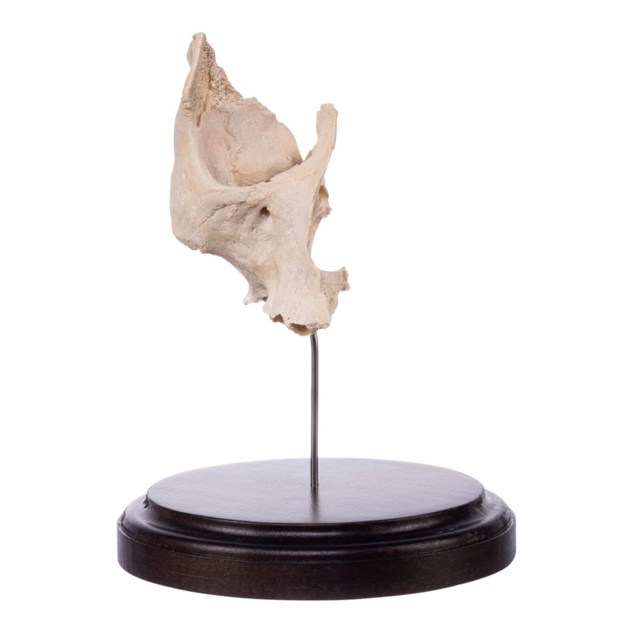 Real Human Partial Maxilla and Occipital Bone on Stand - Image 2