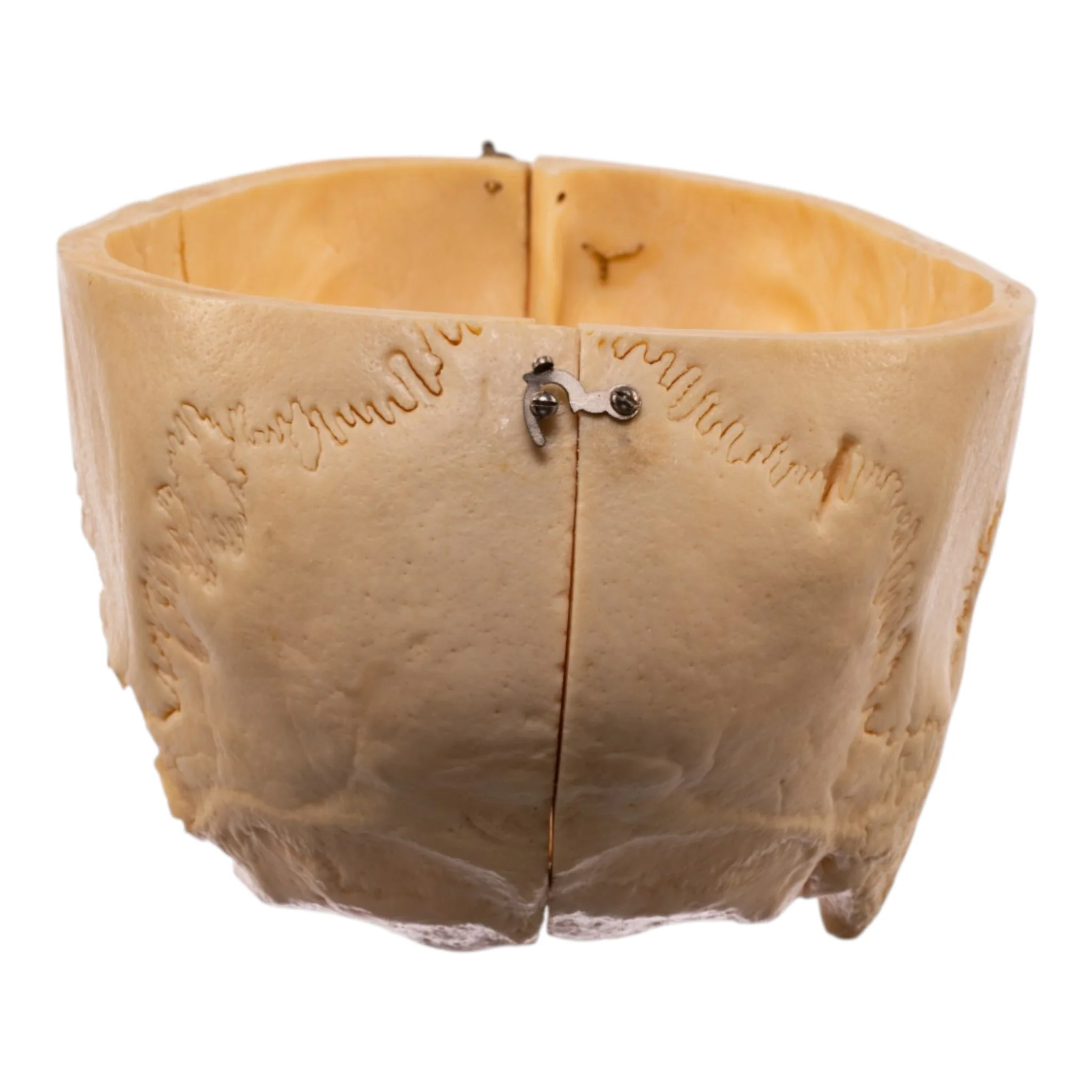 Real Human Partial Skull - Dissected - Image 5