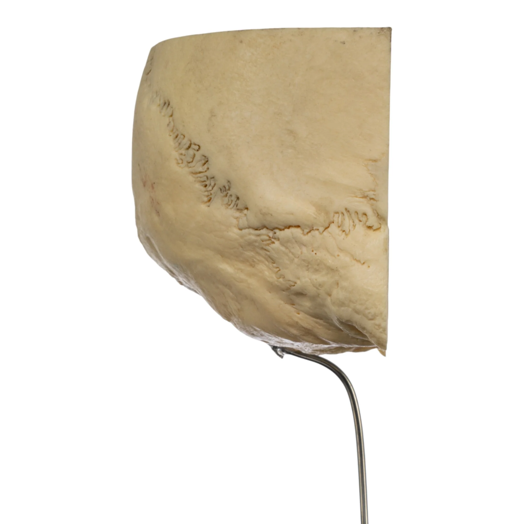 Real Human Partial Skull on Stand - Image 2