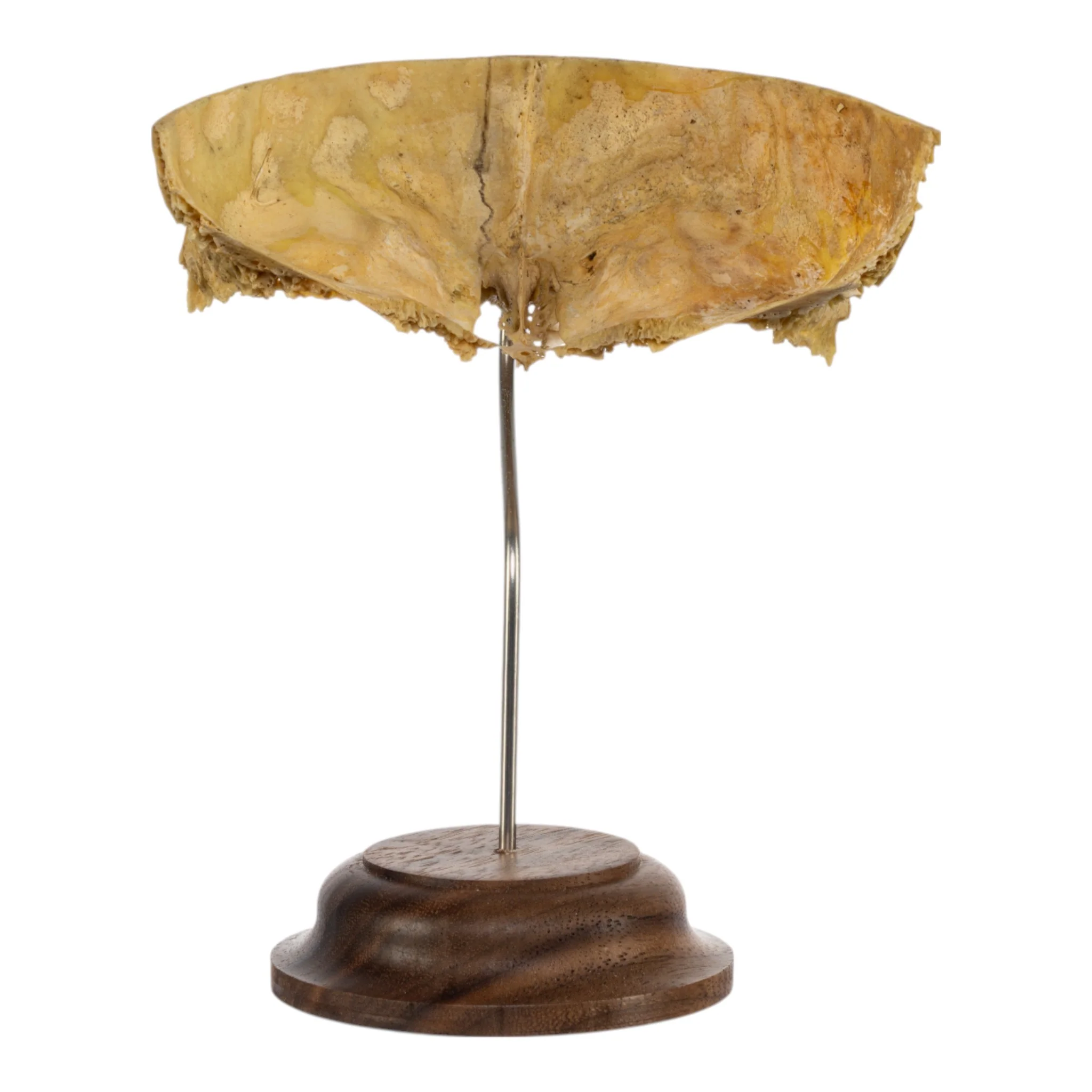 Real Human Partial Frontal Bone on Stand - Image 2