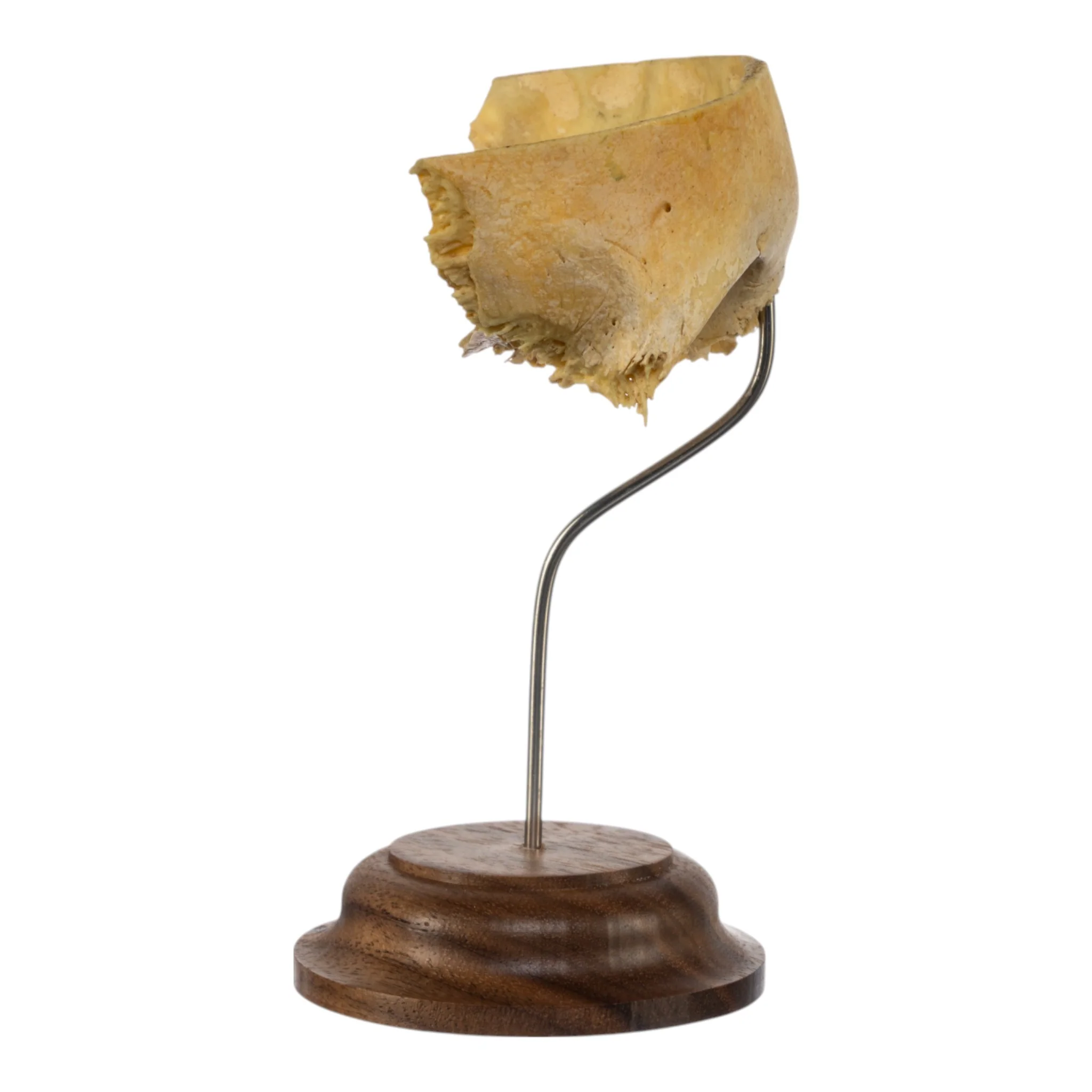 Real Human Partial Frontal Bone on Stand - Image 3