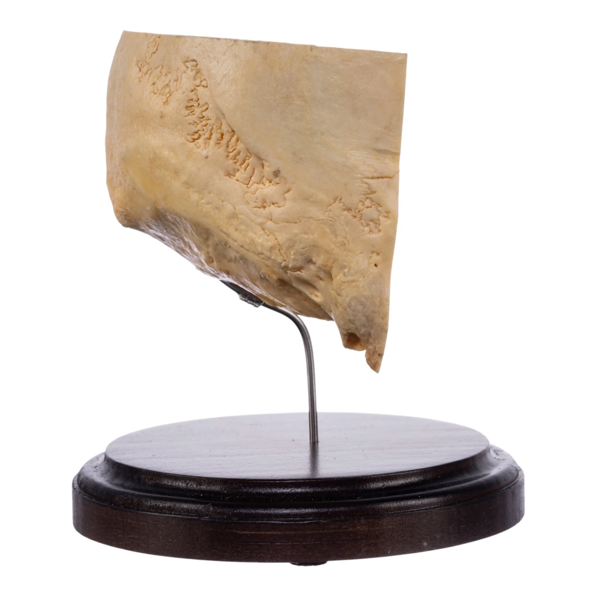 Real Human Partial Skull on Stand - Image 2