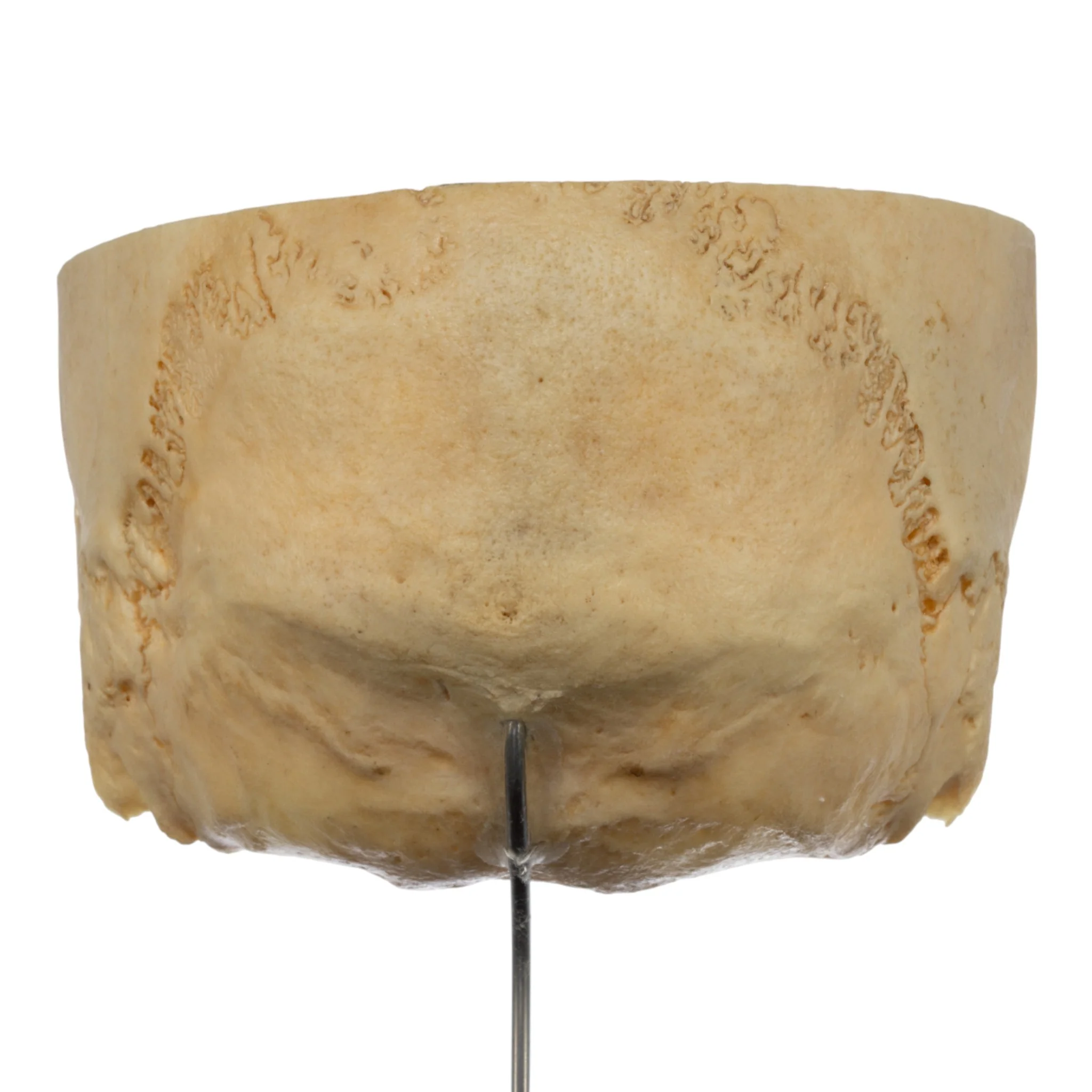 Real Human Partial Skull on Stand - Image 3