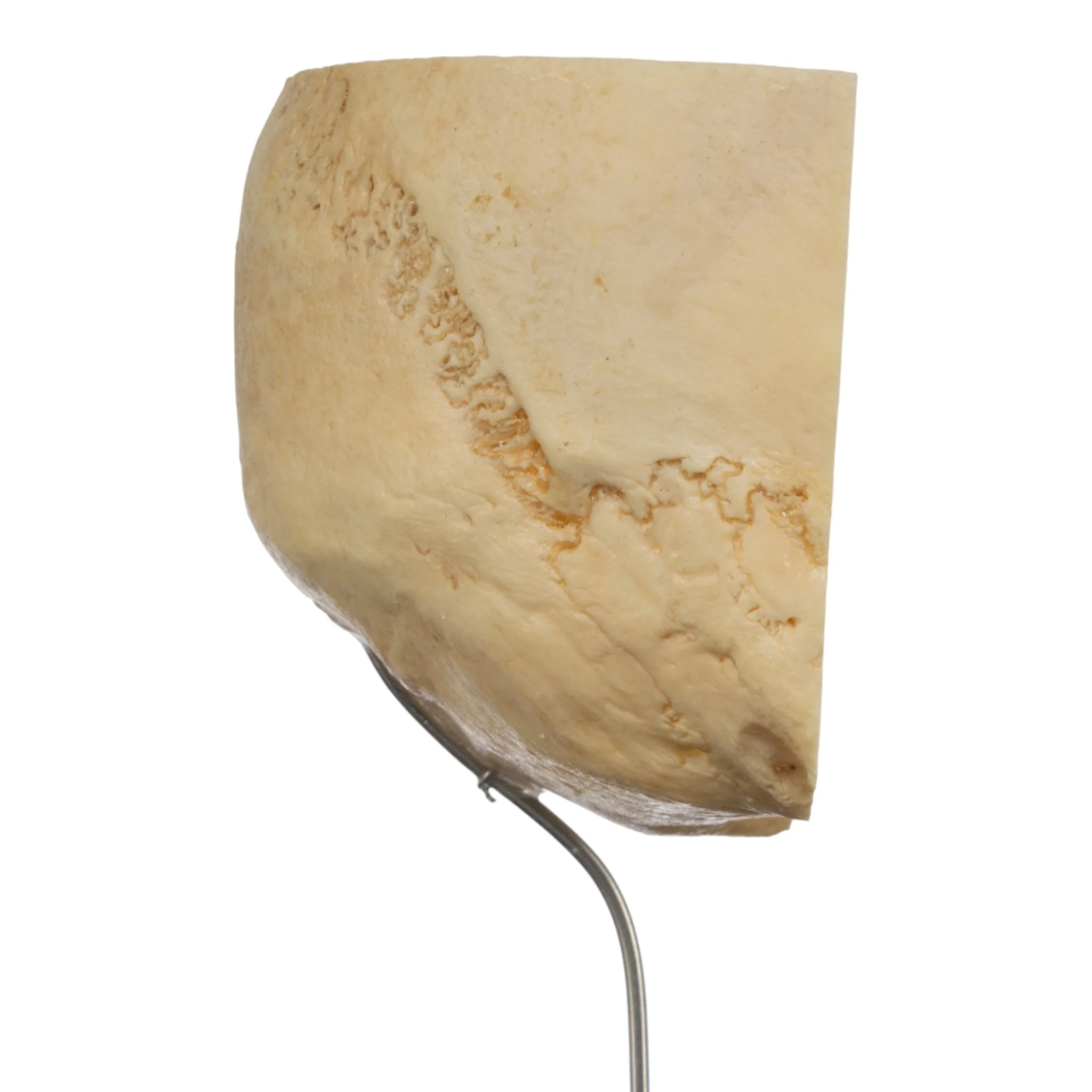 Real Human Partial Skull on Stand - Image 4