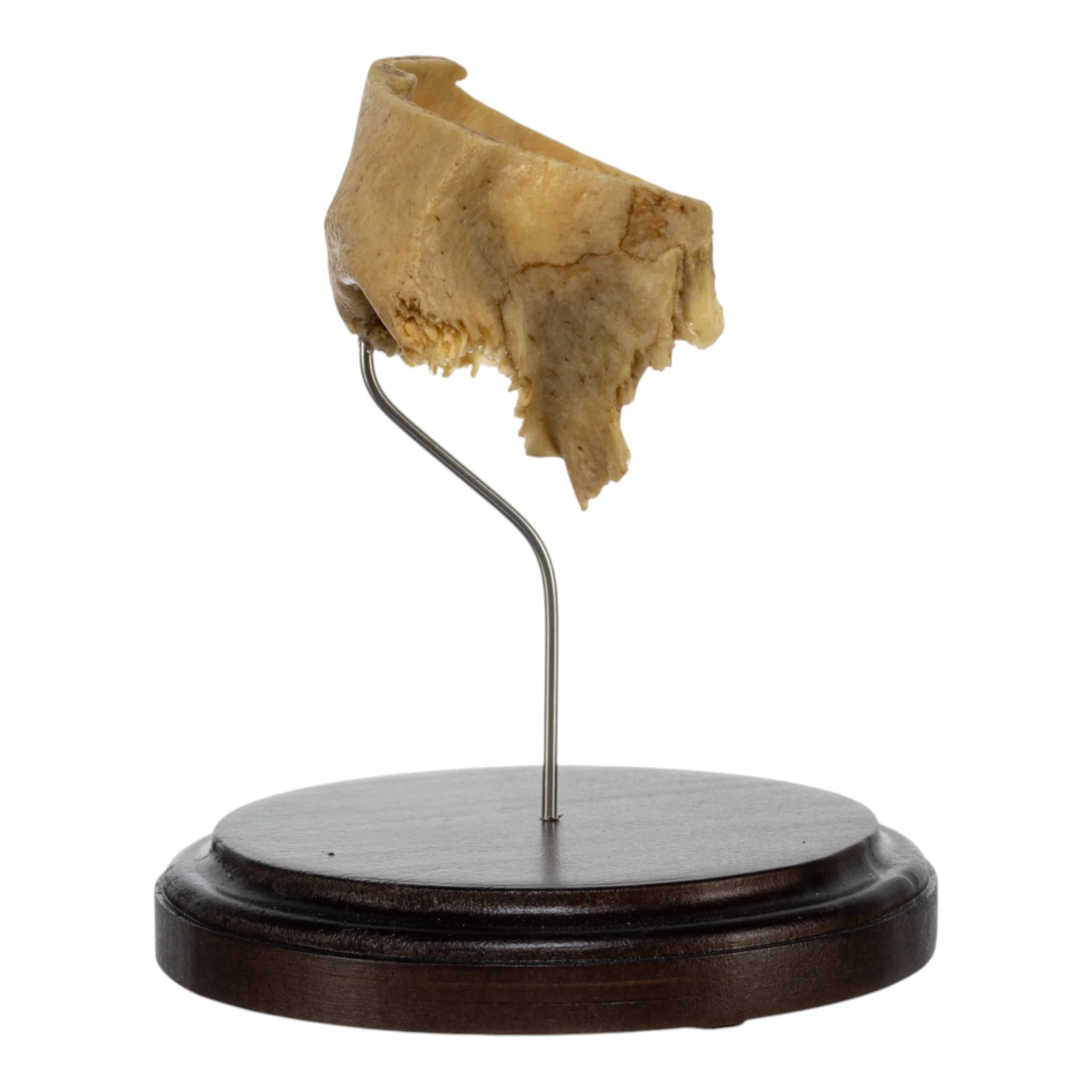 Real Human Partial Frontal Bone on Stand - Image 3