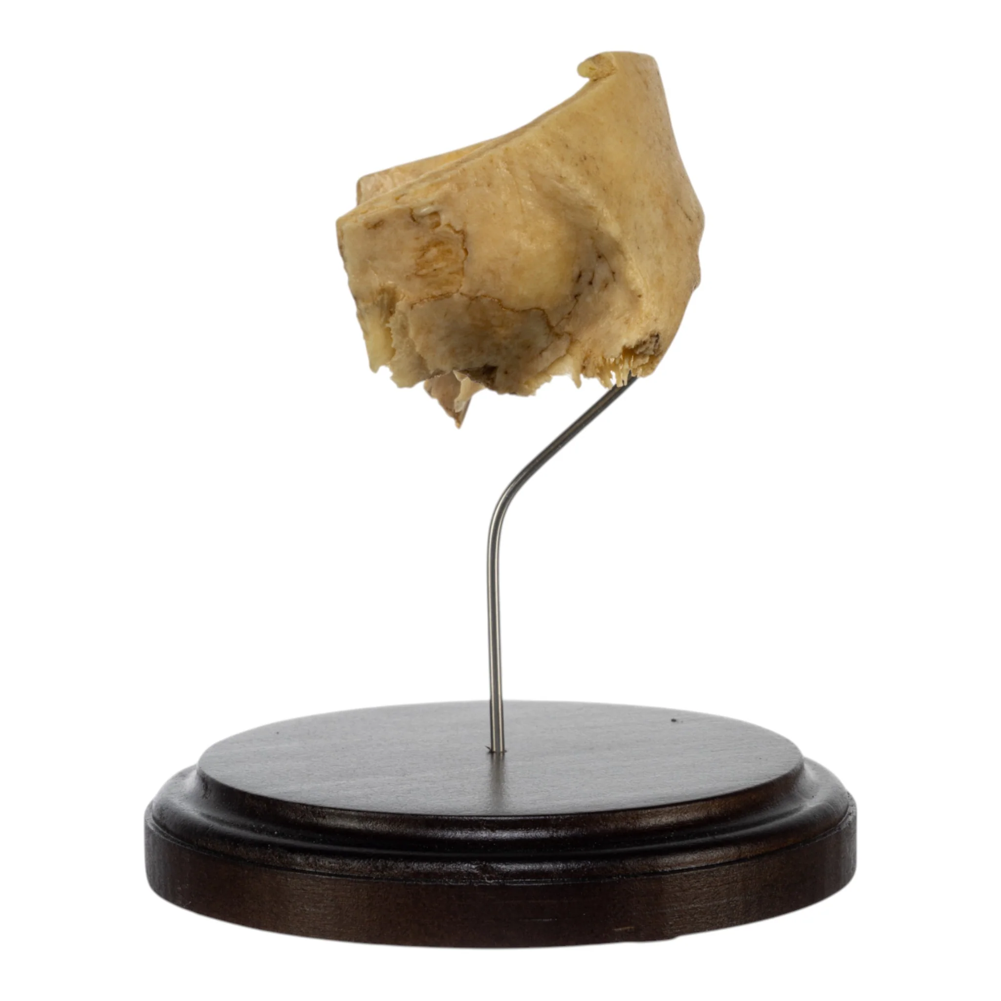 Real Human Partial Frontal Bone on Stand - Image 4