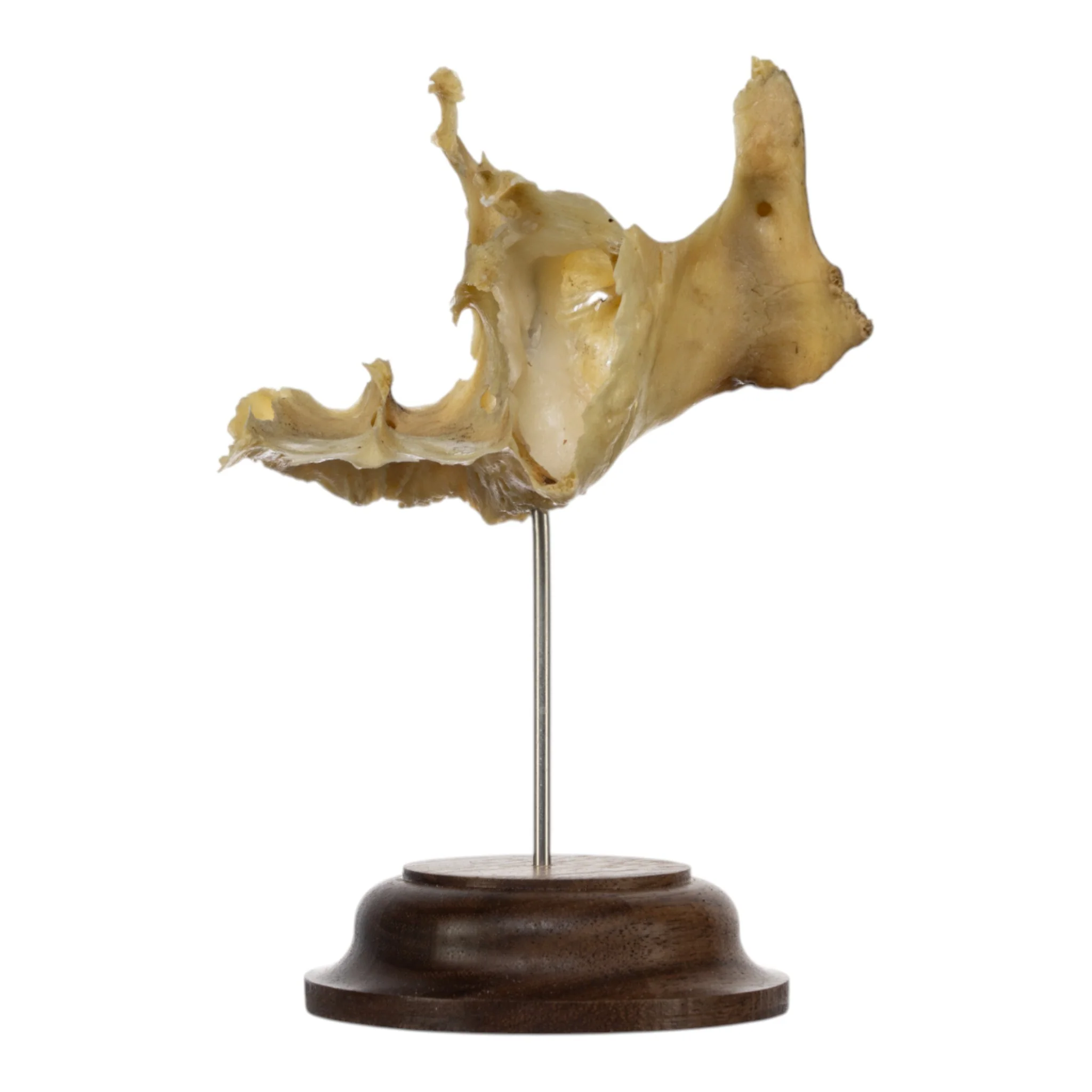 Real Human Partial Skull on Stand - Image 2