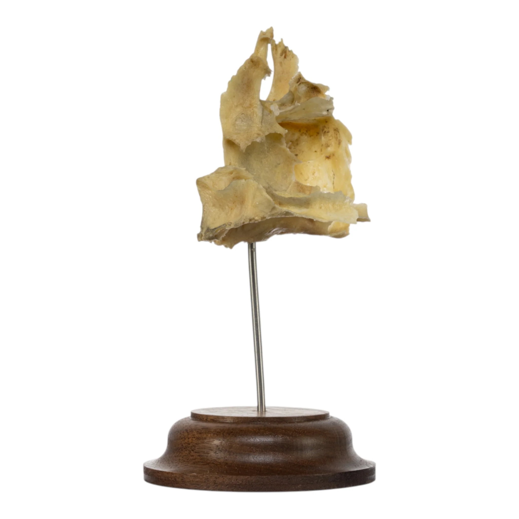 Real Human Partial Skull on Stand - Image 3