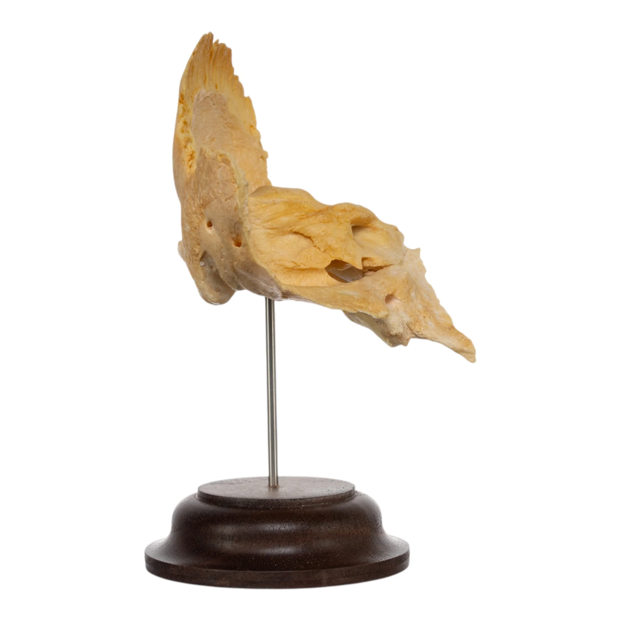 Real Human Temporal Bone on Stand - Image 2