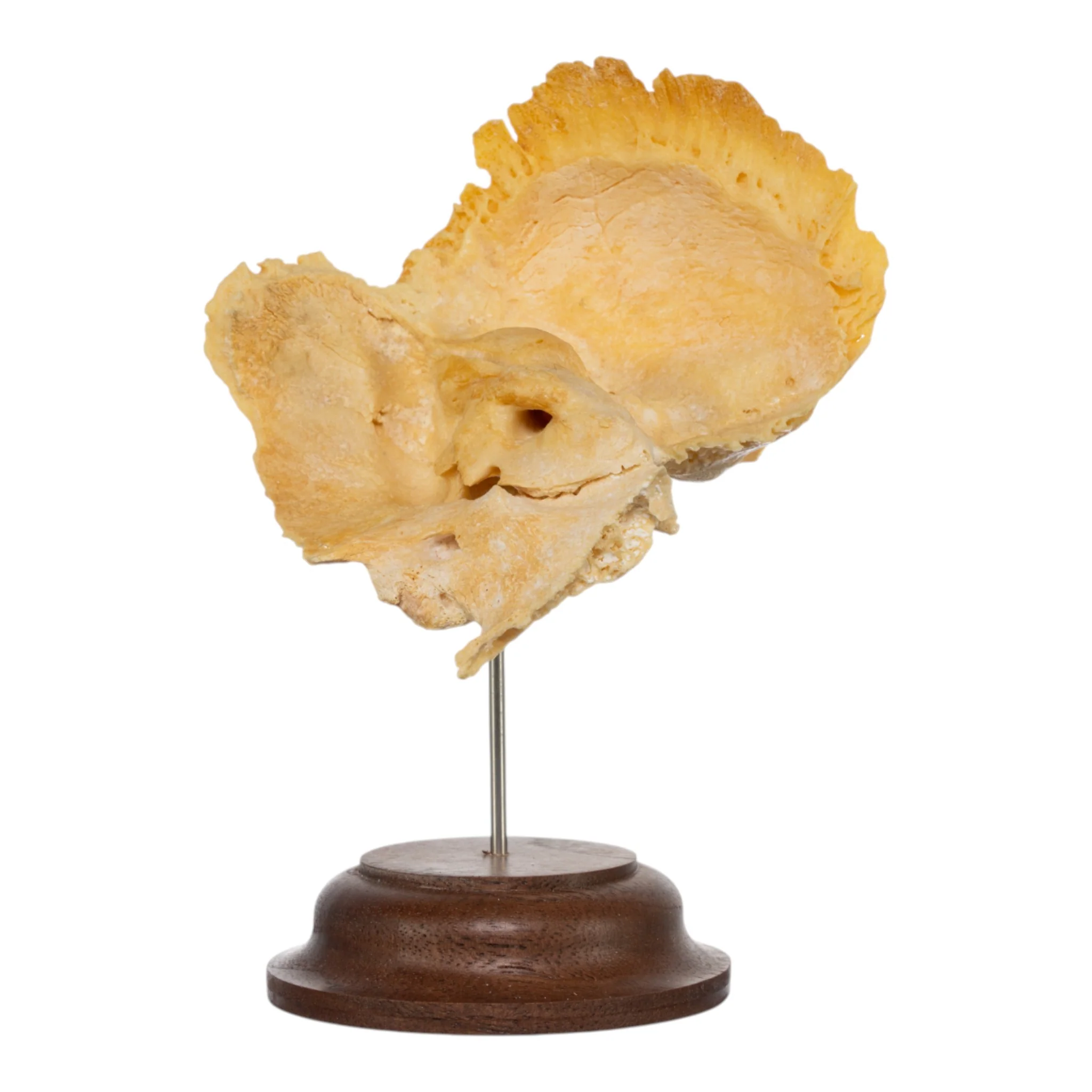 Real Human Temporal Bone on Stand - Image 3