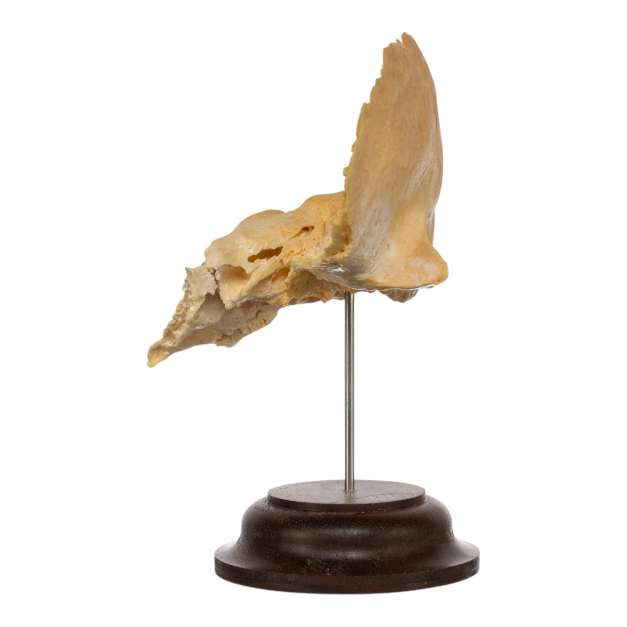 Real Human Temporal Bone on Stand - Image 4