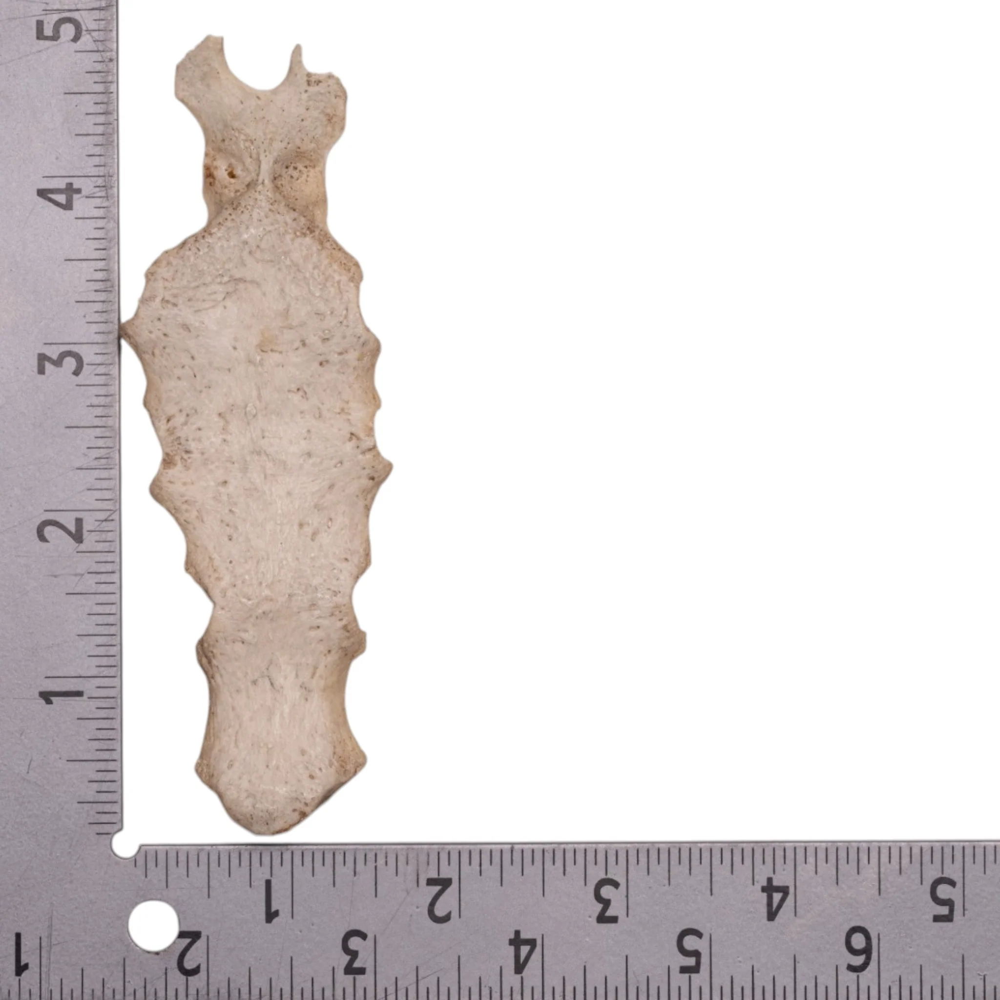 Real Human Partial Sternum - Image 3