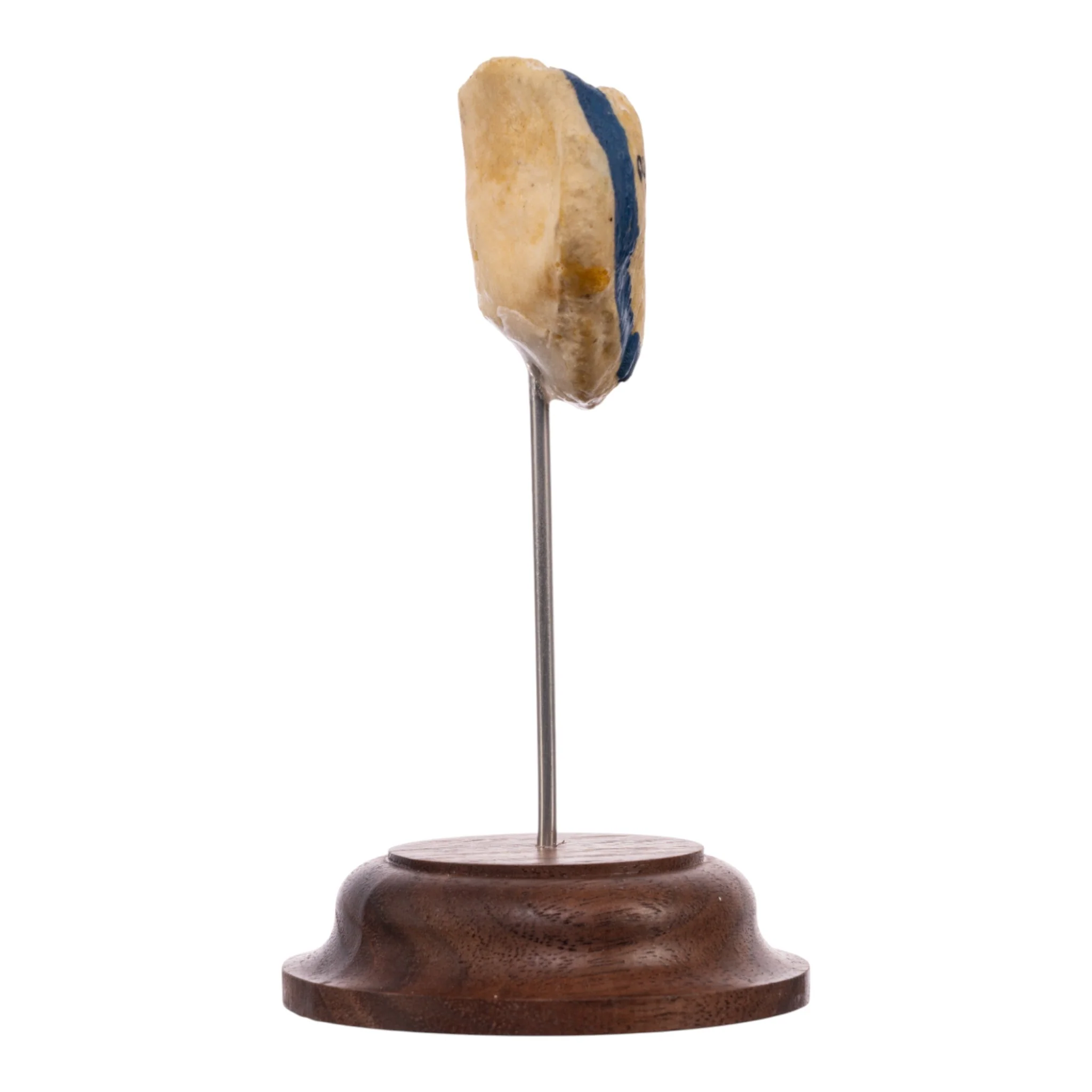 Real Human Patella - On Stand - Image 2