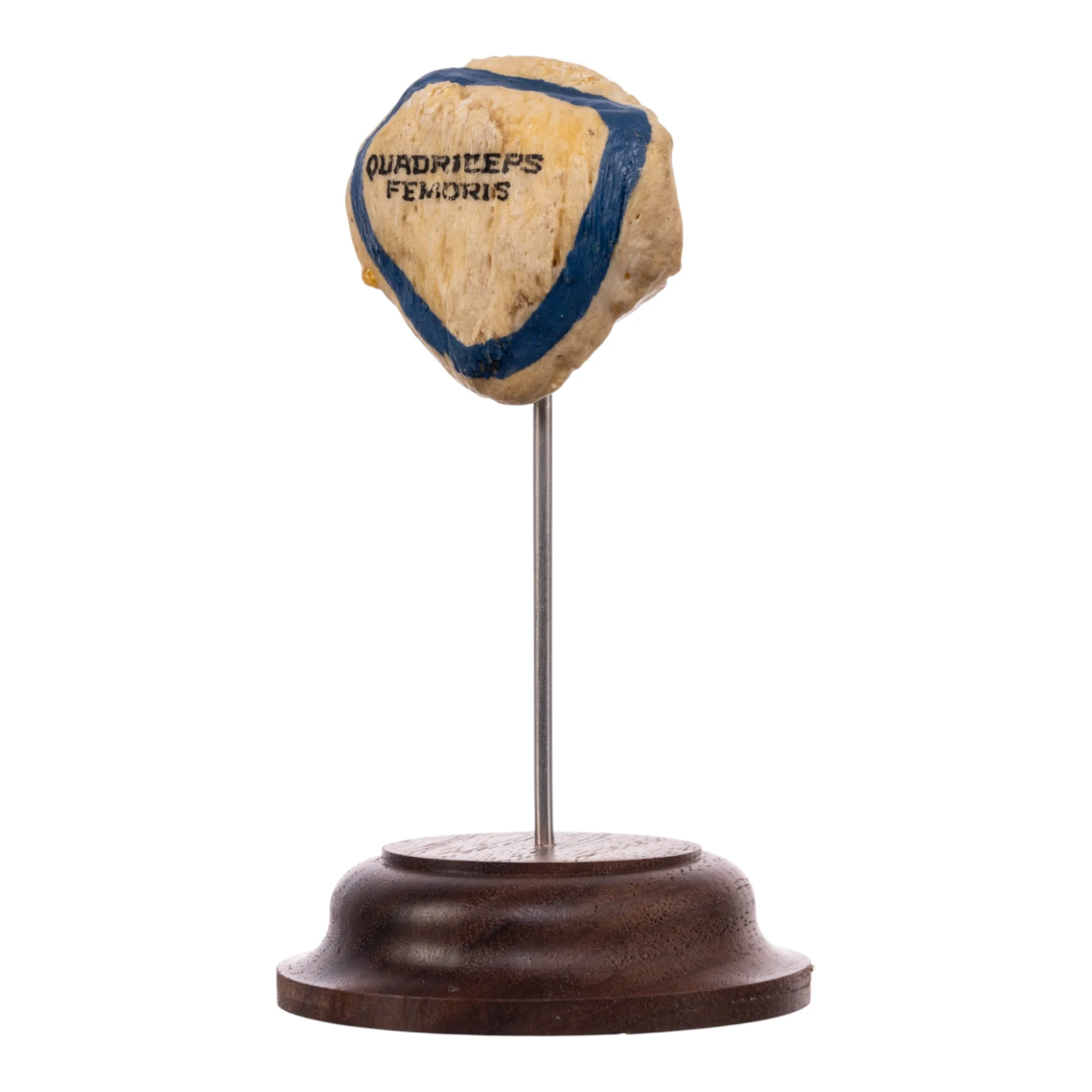 Real Human Patella - On Stand - Image 3