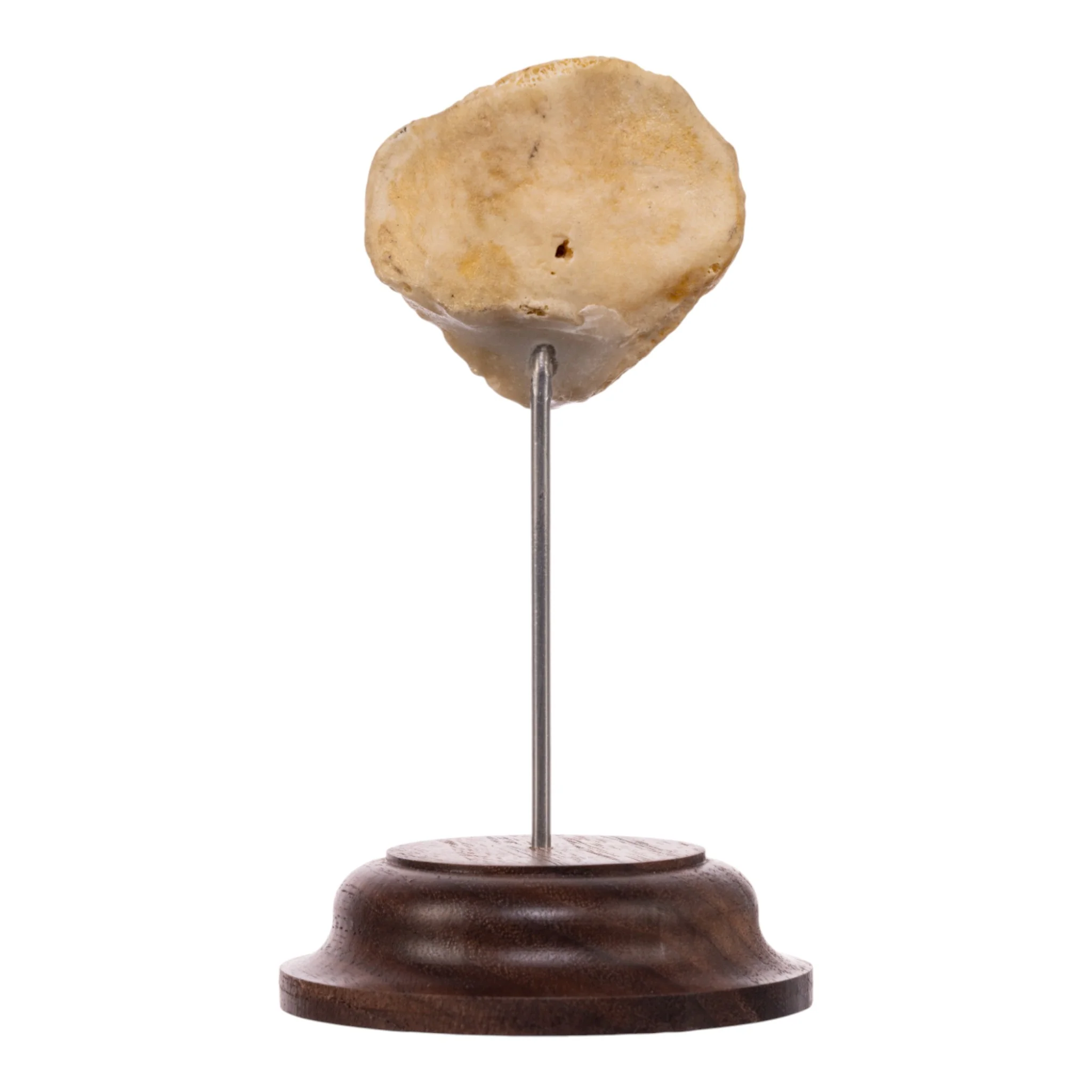 Real Human Patella - On Stand - Image 5