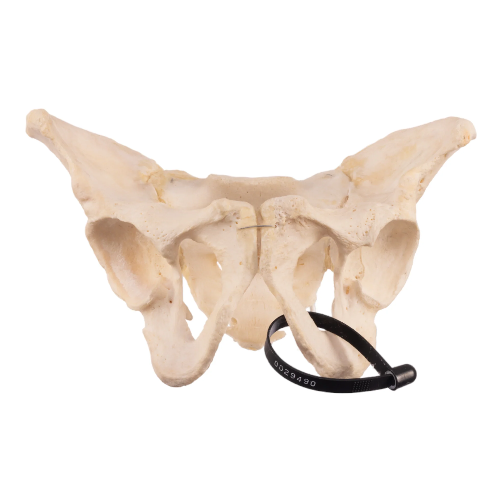 Real Human Pelvis and Sacrum - Articulated - Image 3