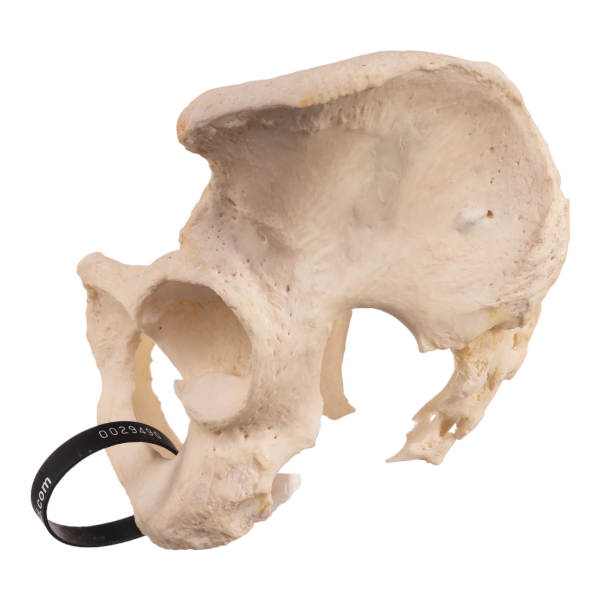 Real Human Pelvis and Sacrum - Articulated - Image 4