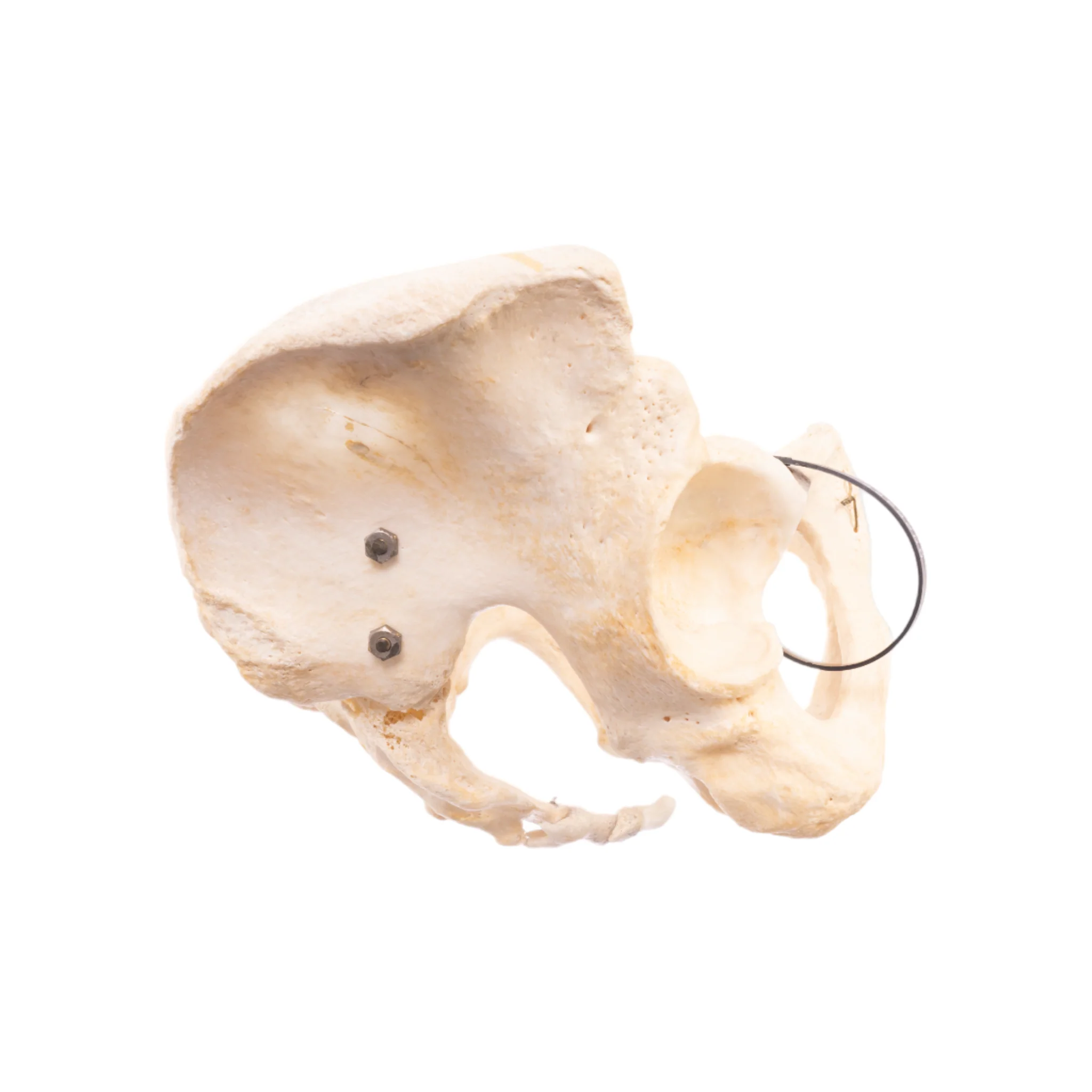 Real Human Pelvis, Sacrum, and Coccyx - Articulated - Image 2