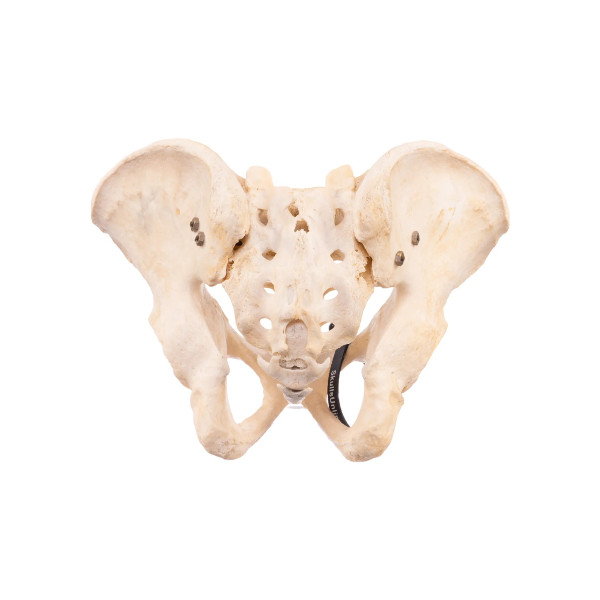 Real Human Pelvis, Sacrum, and Coccyx - Articulated - Image 3