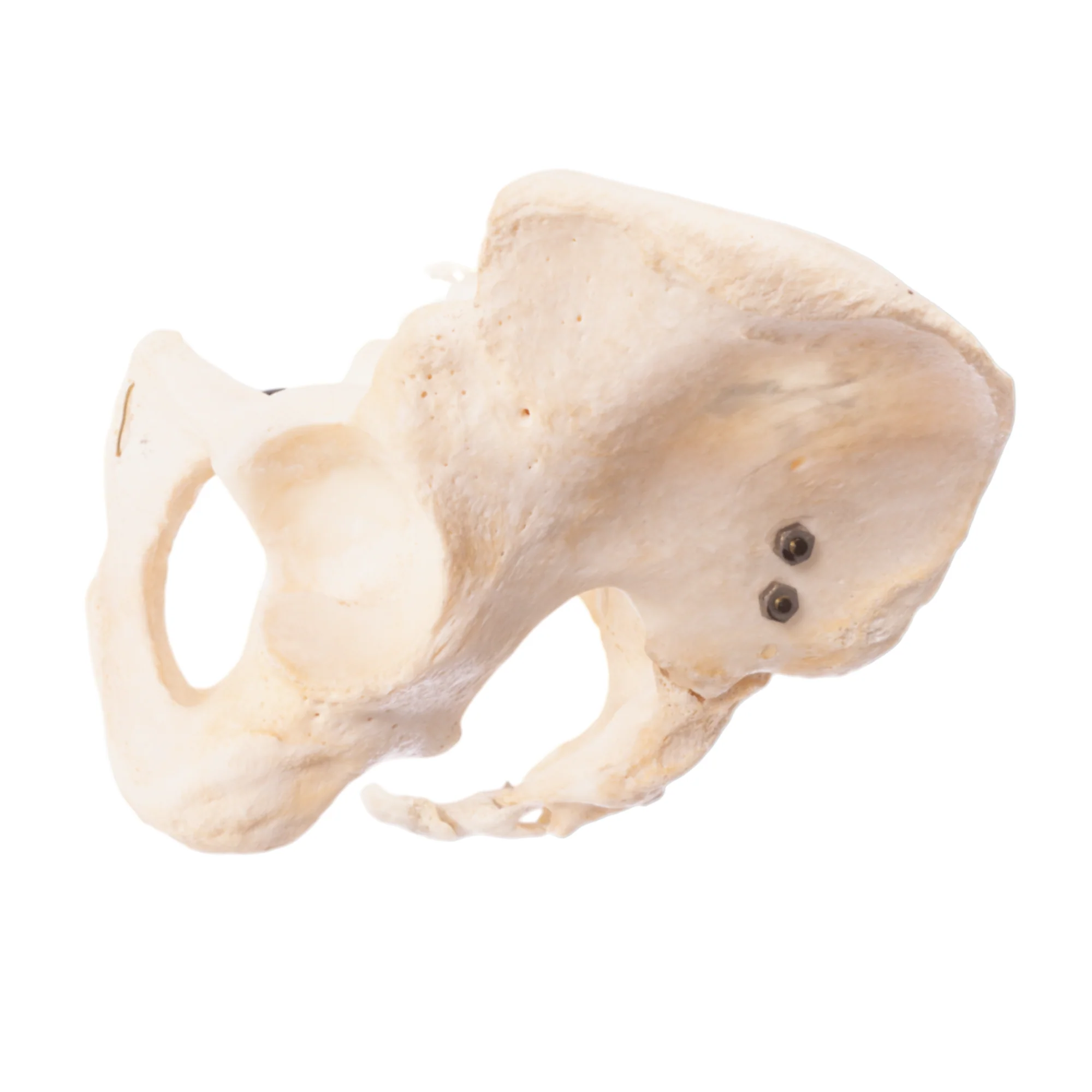 Real Human Pelvis, Sacrum, and Coccyx - Articulated - Image 4
