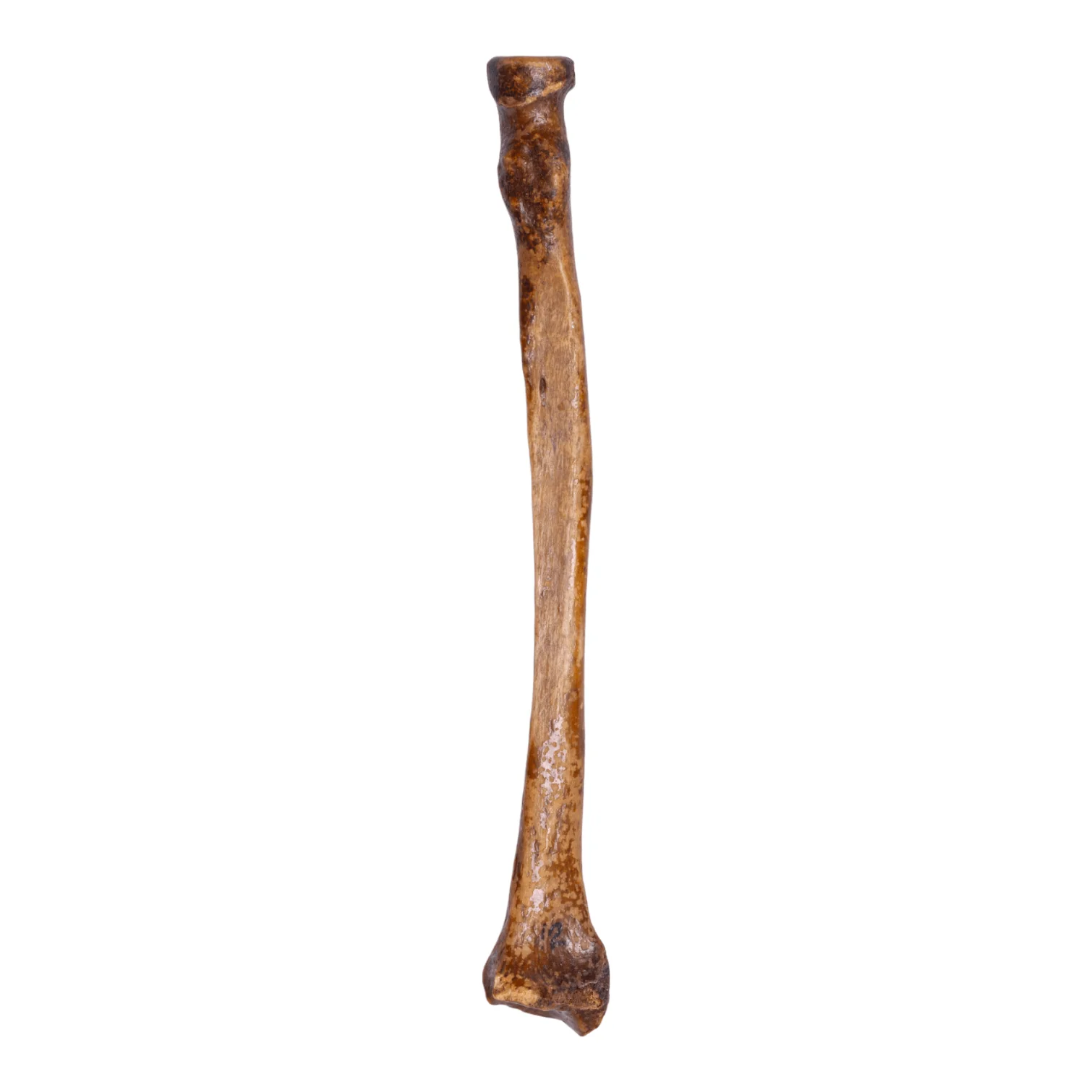 Real Human Radius - Antique - Image 2