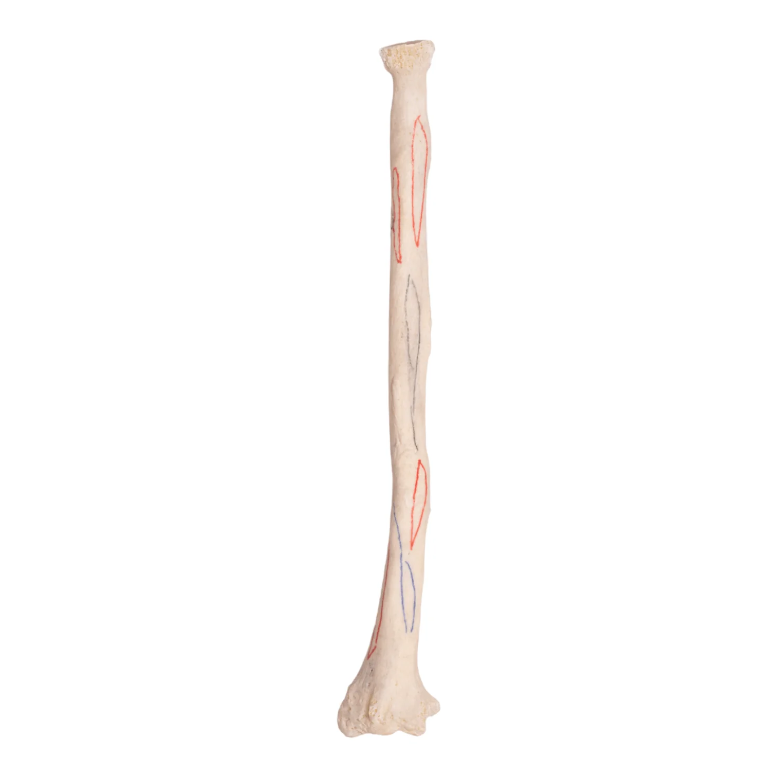Real Human Radius - Antique - Image 4