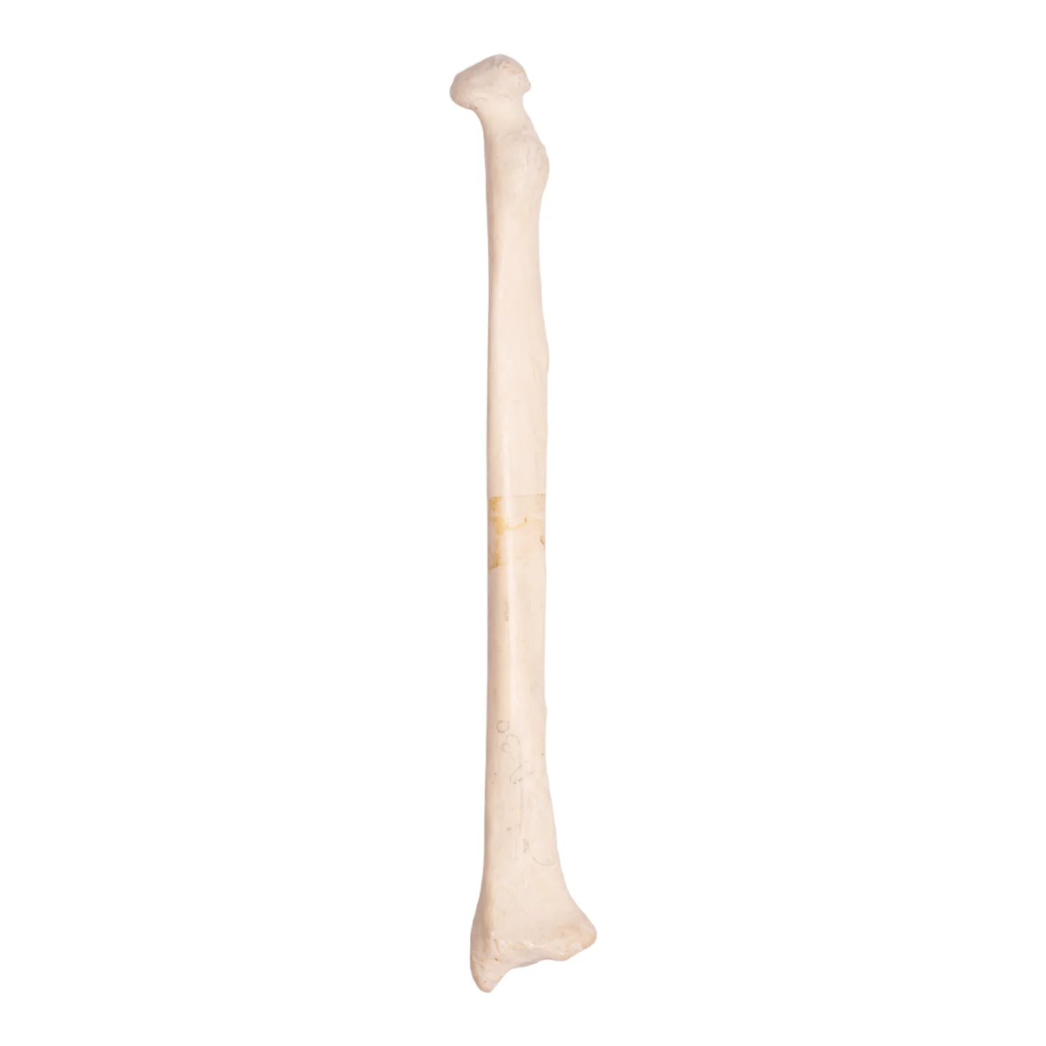 Real Human Radius - Antique - Image 5