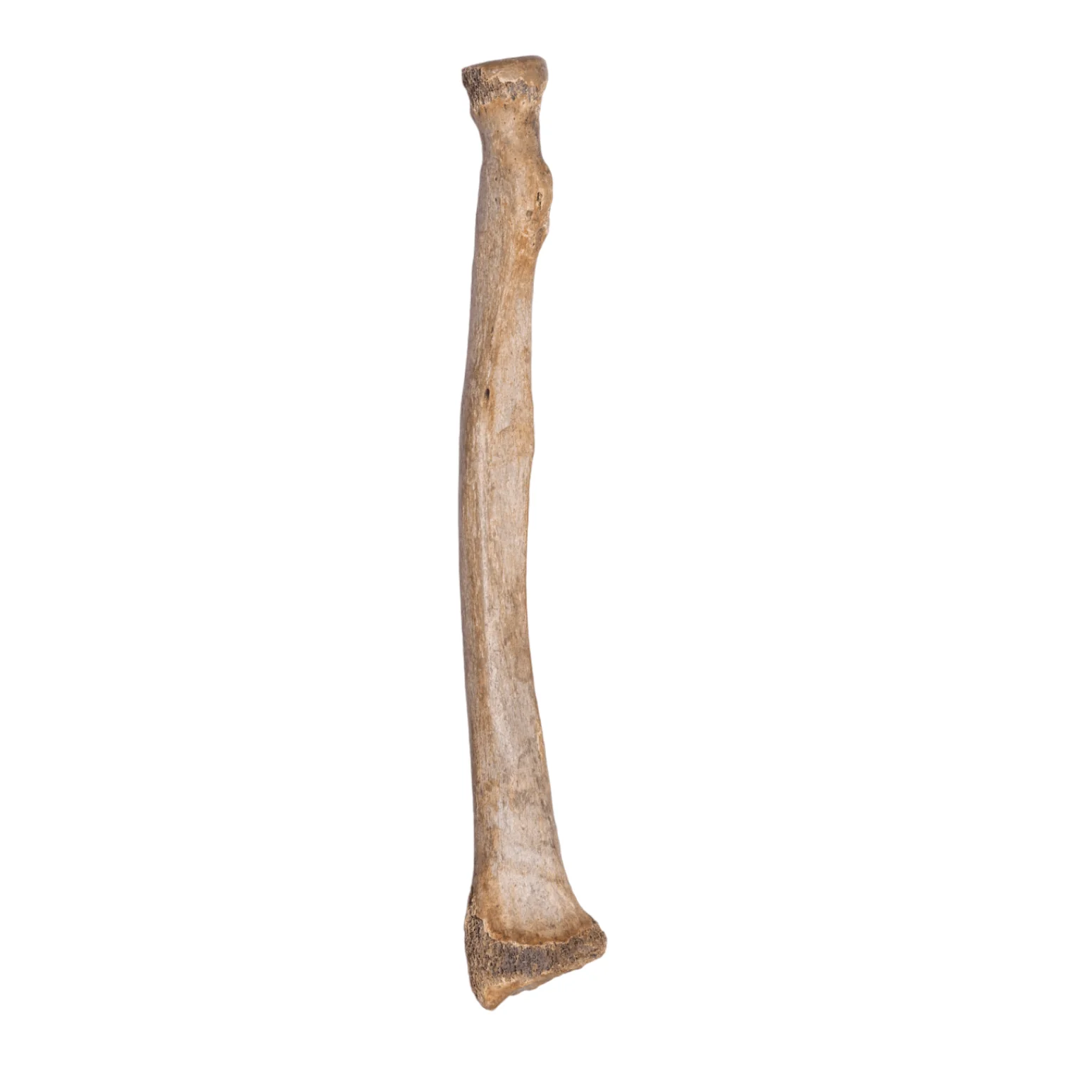 Real Human Radius - Antique - Image 6