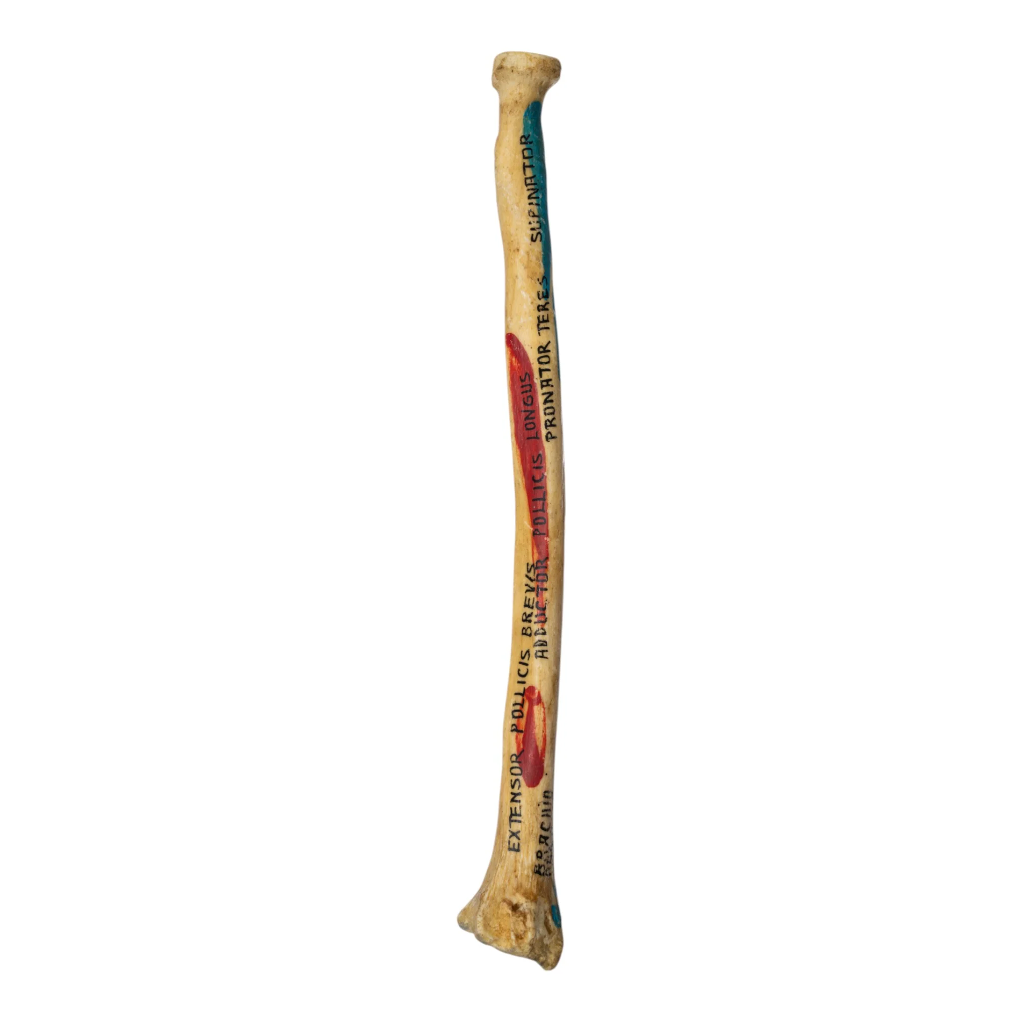 Real Human Radius - Painted - Image 2