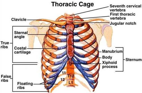 Real Human Rib - Image 5
