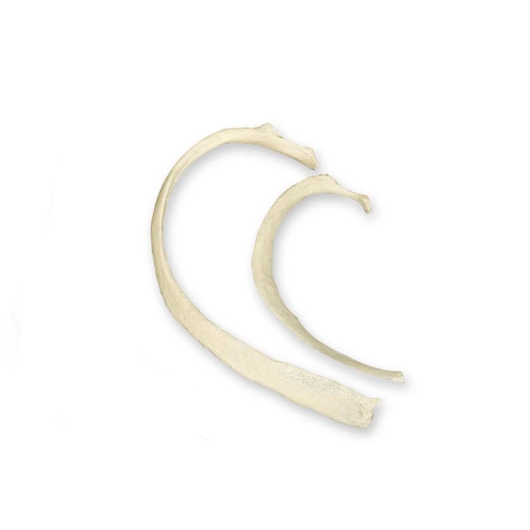 Real Human Rib - Image 6