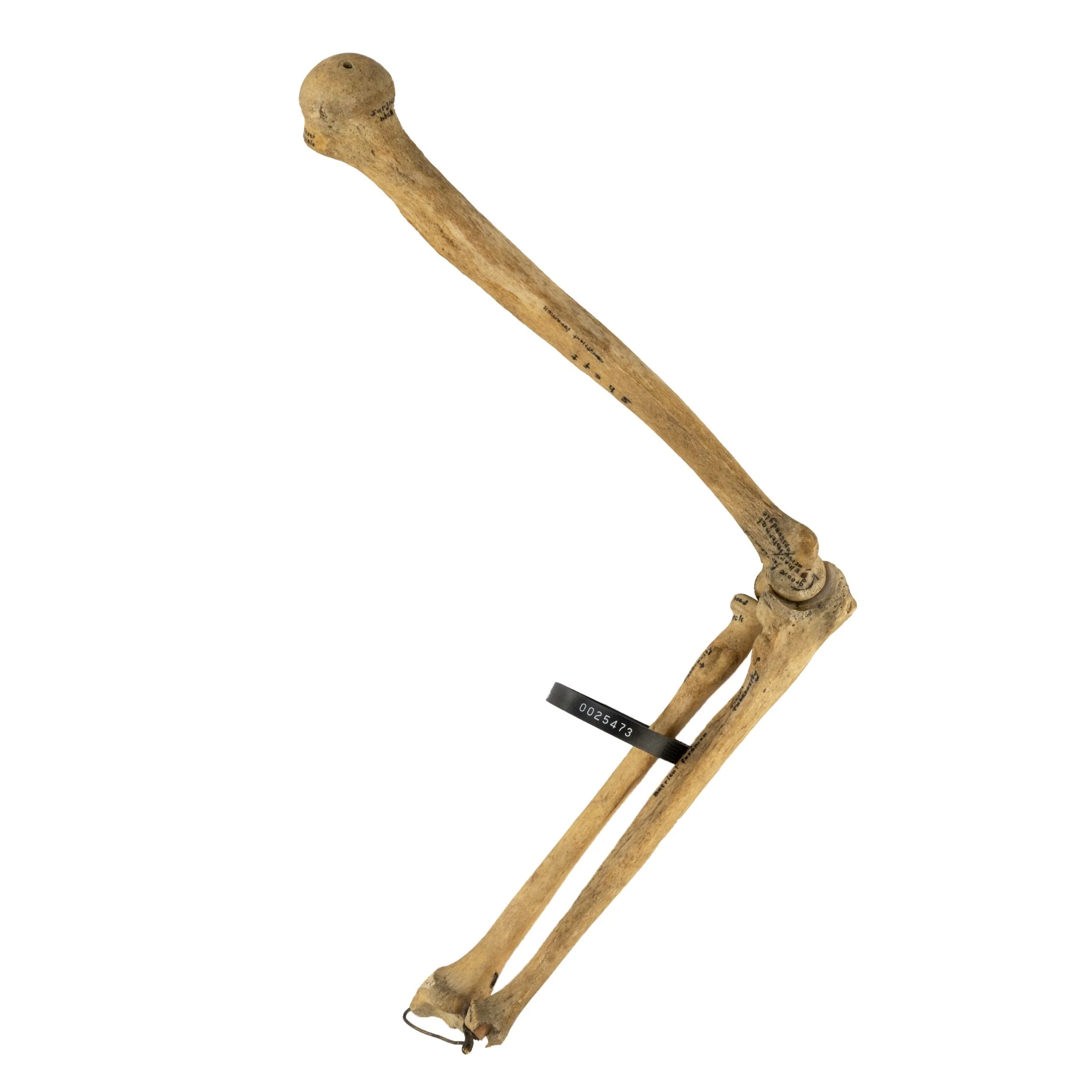 Real Human Humerus, Radius, and Ulna - Image 3