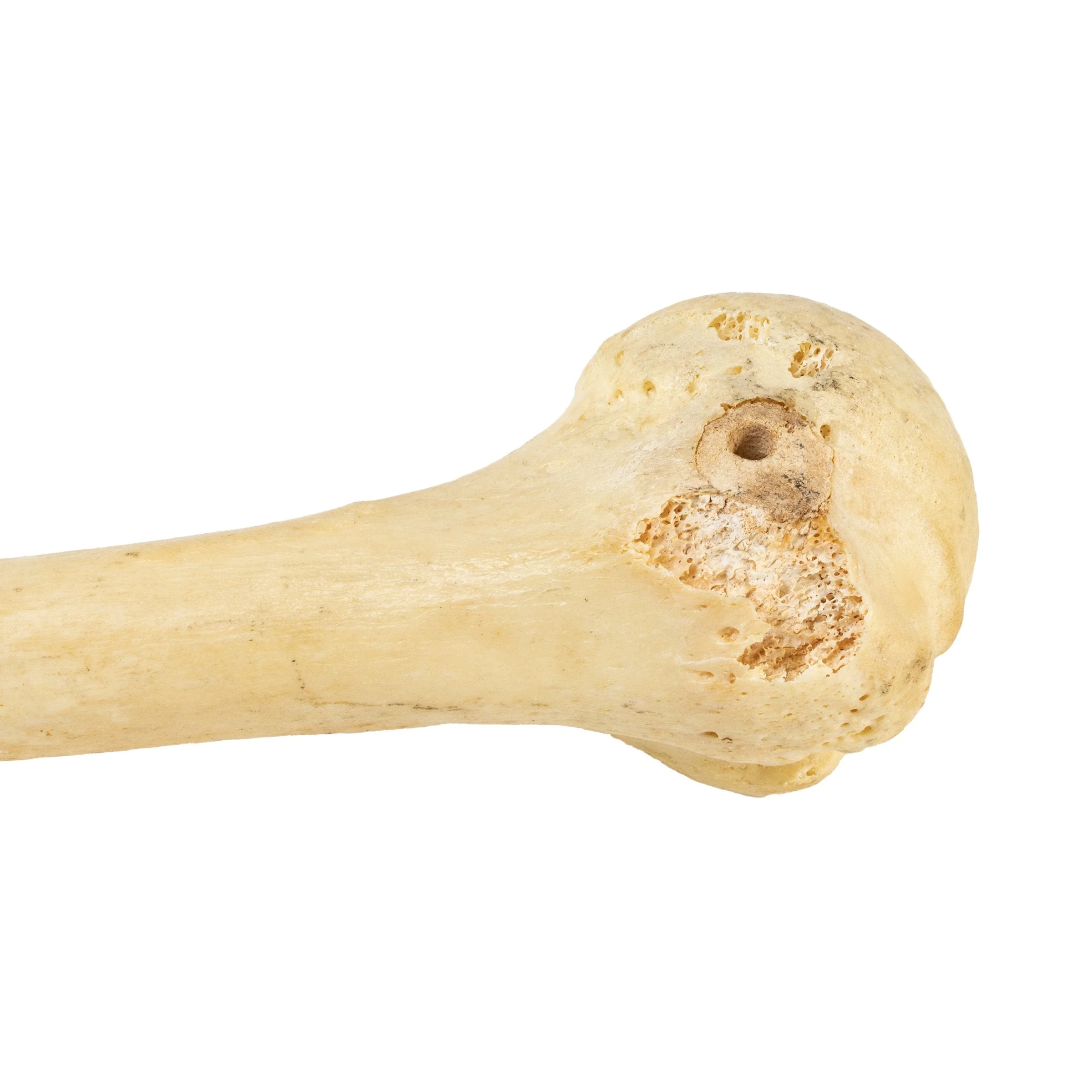 Real Human Humerus, Radius, and Ulna - Image 4