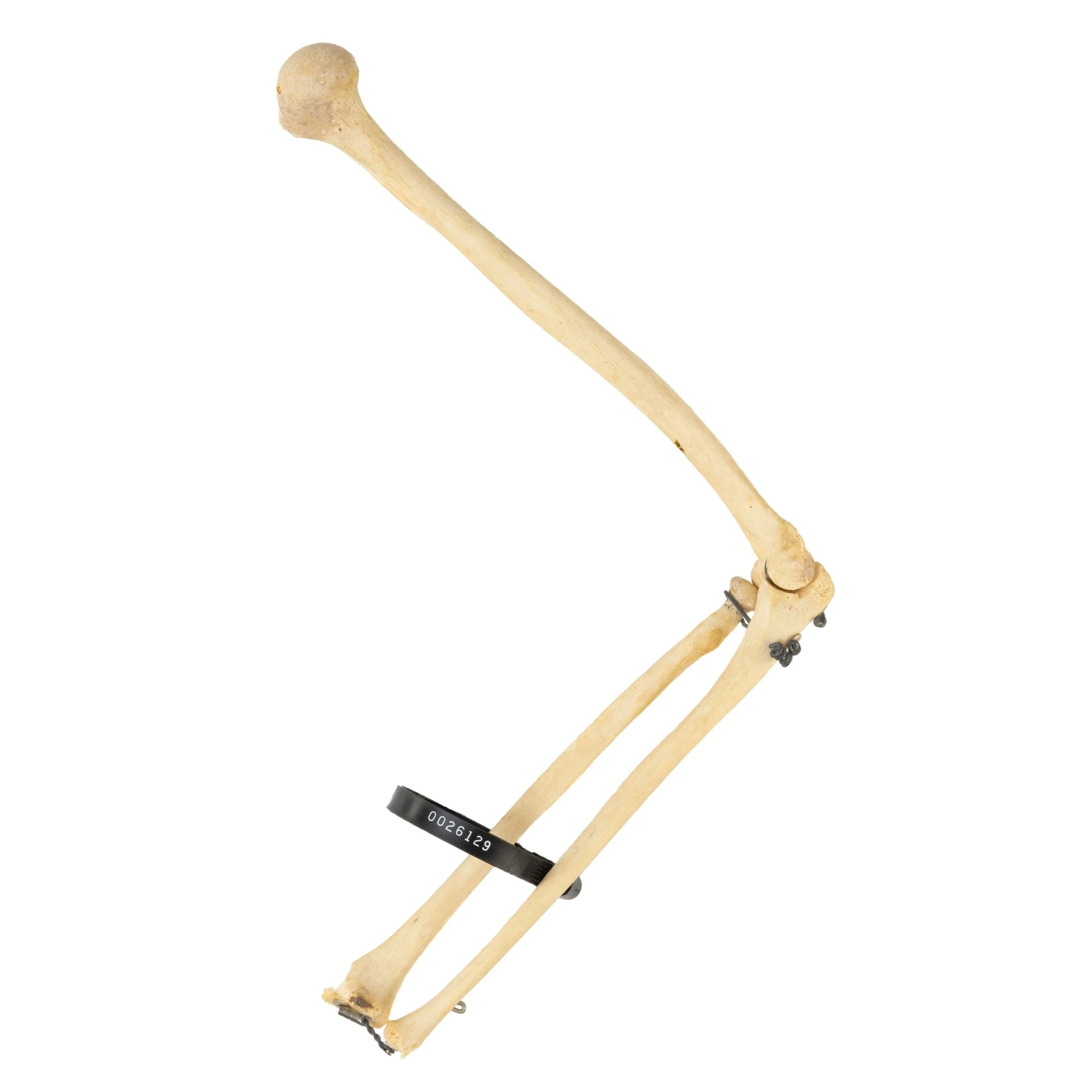 Real Human Humerus, Radius, and Ulna - Image 3