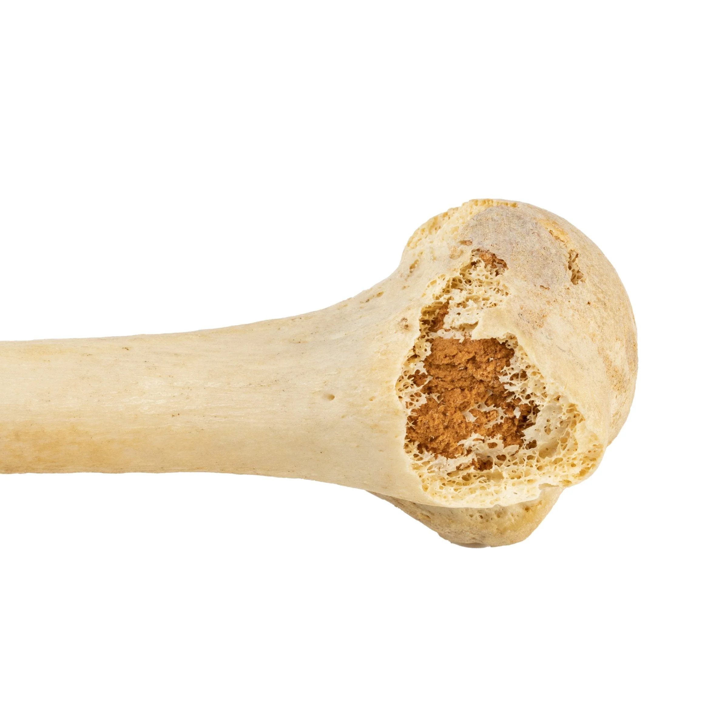 Real Human Humerus, Radius, and Ulna - Image 4
