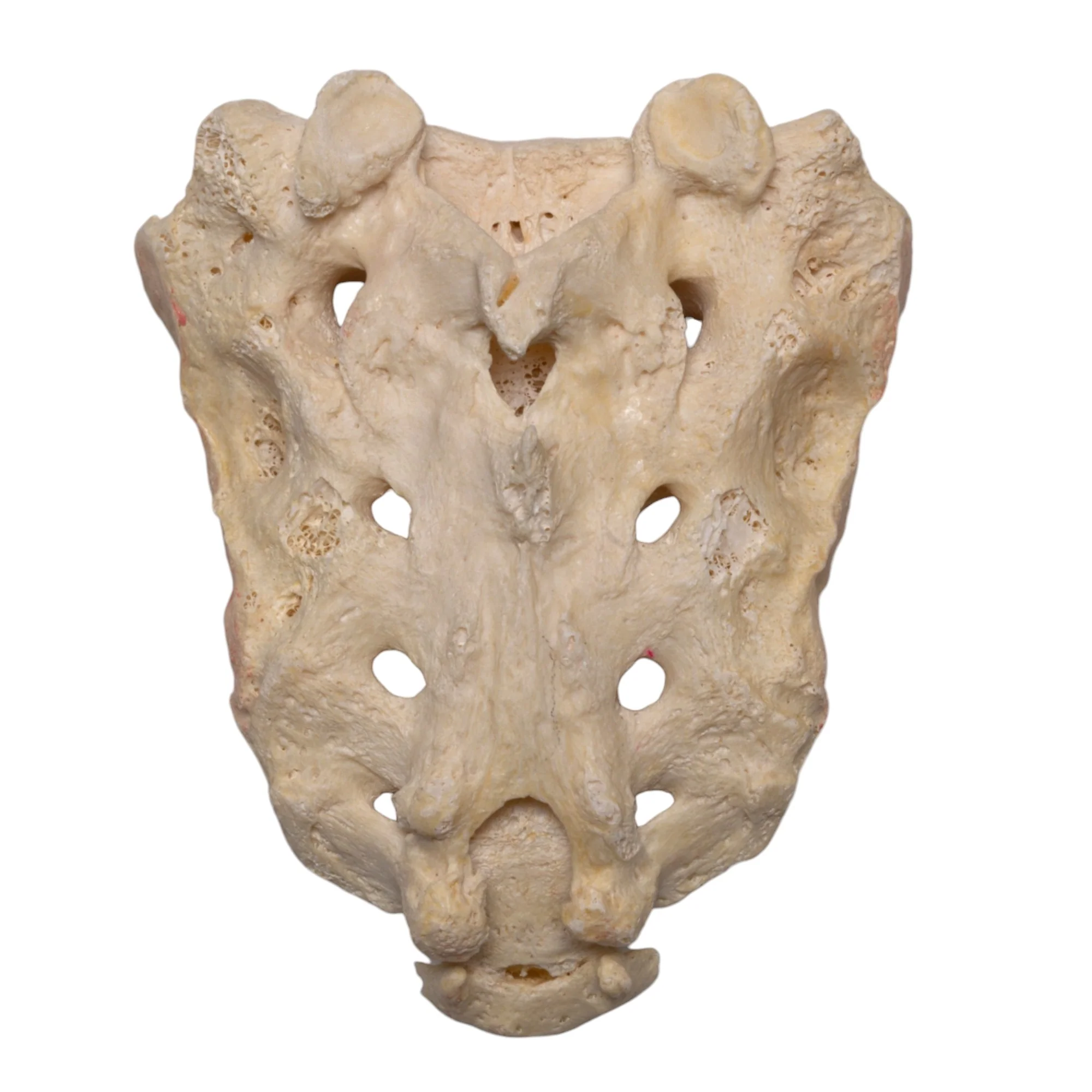 Real Human Sacrum - Image 2