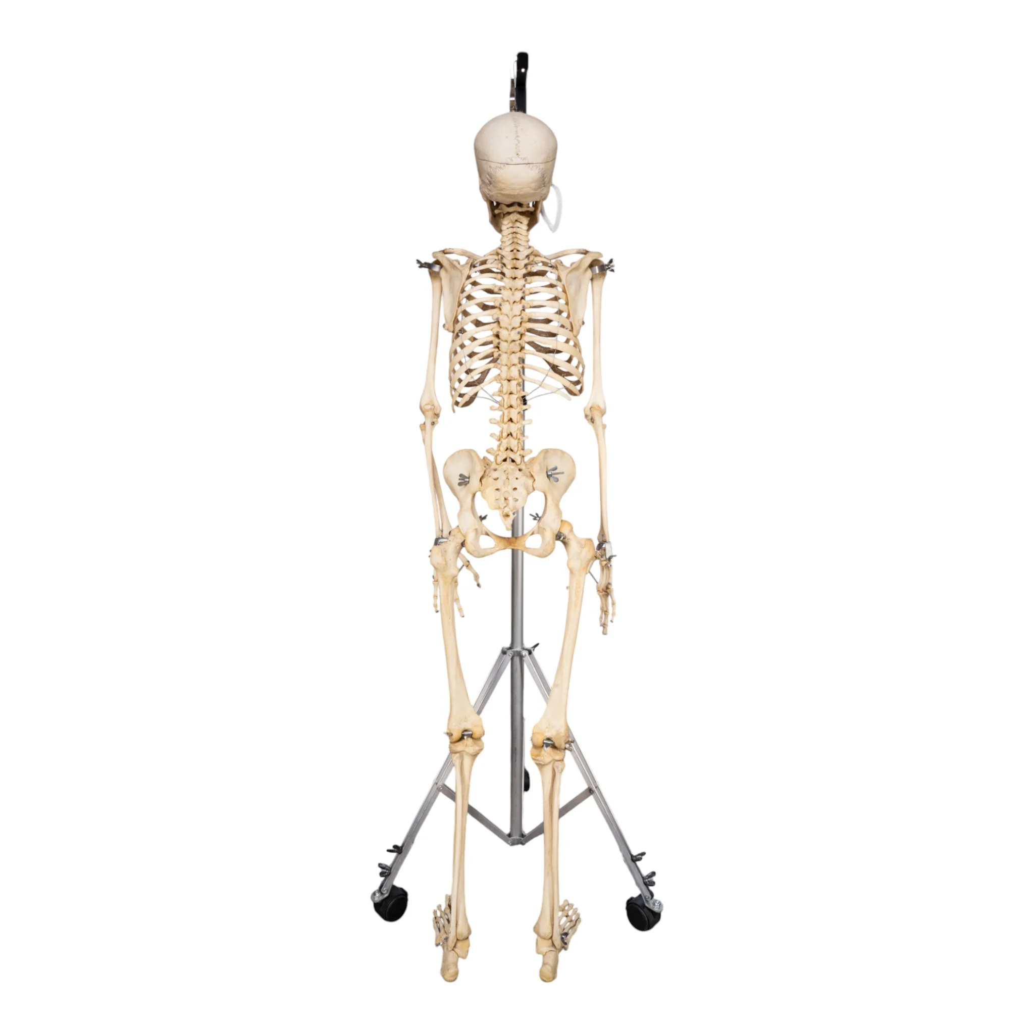 Real Human Skeleton - Articulated - Image 4