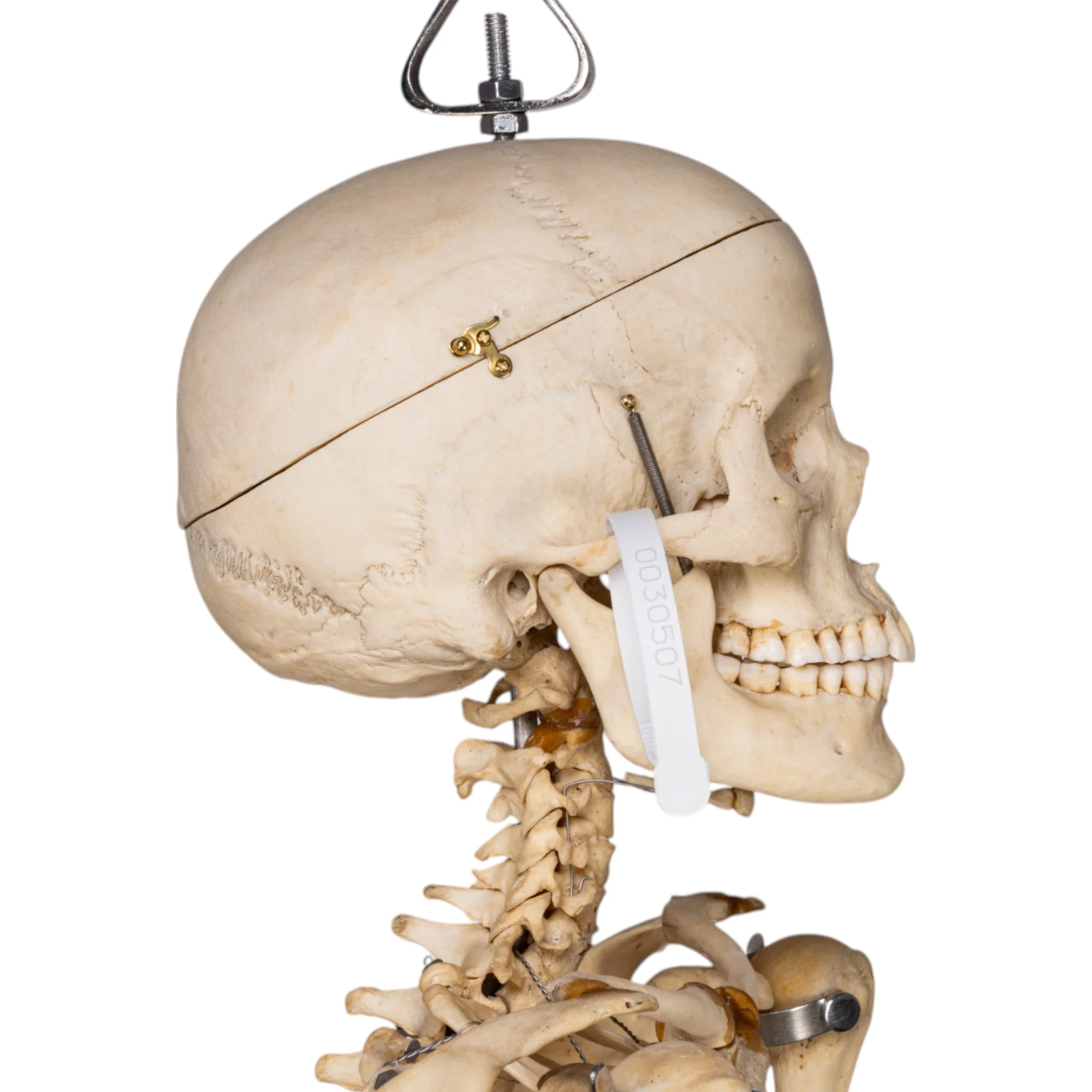Real Human Skeleton - Articulated - Image 6