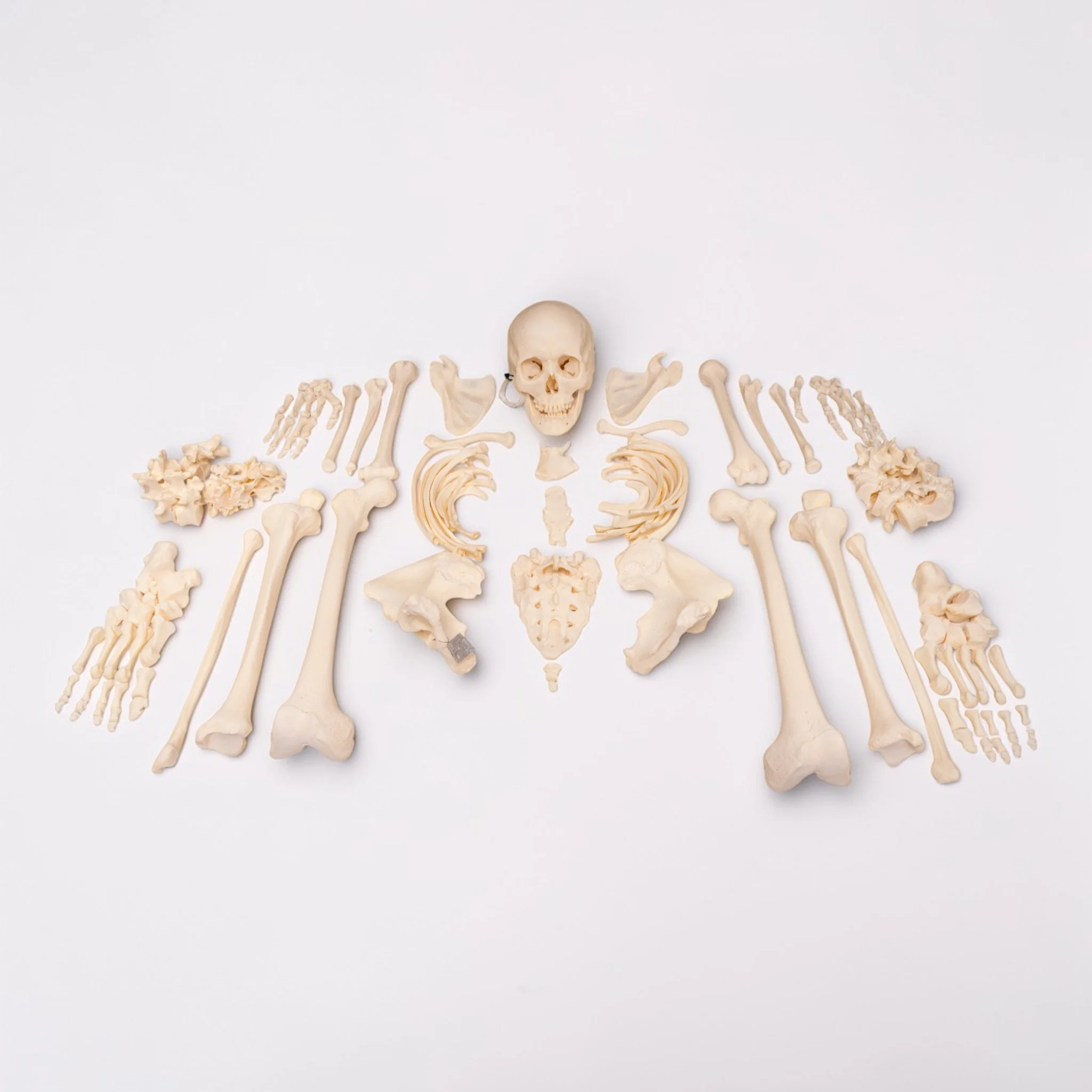 Real Research Quality Human Skeleton - Disarticulated