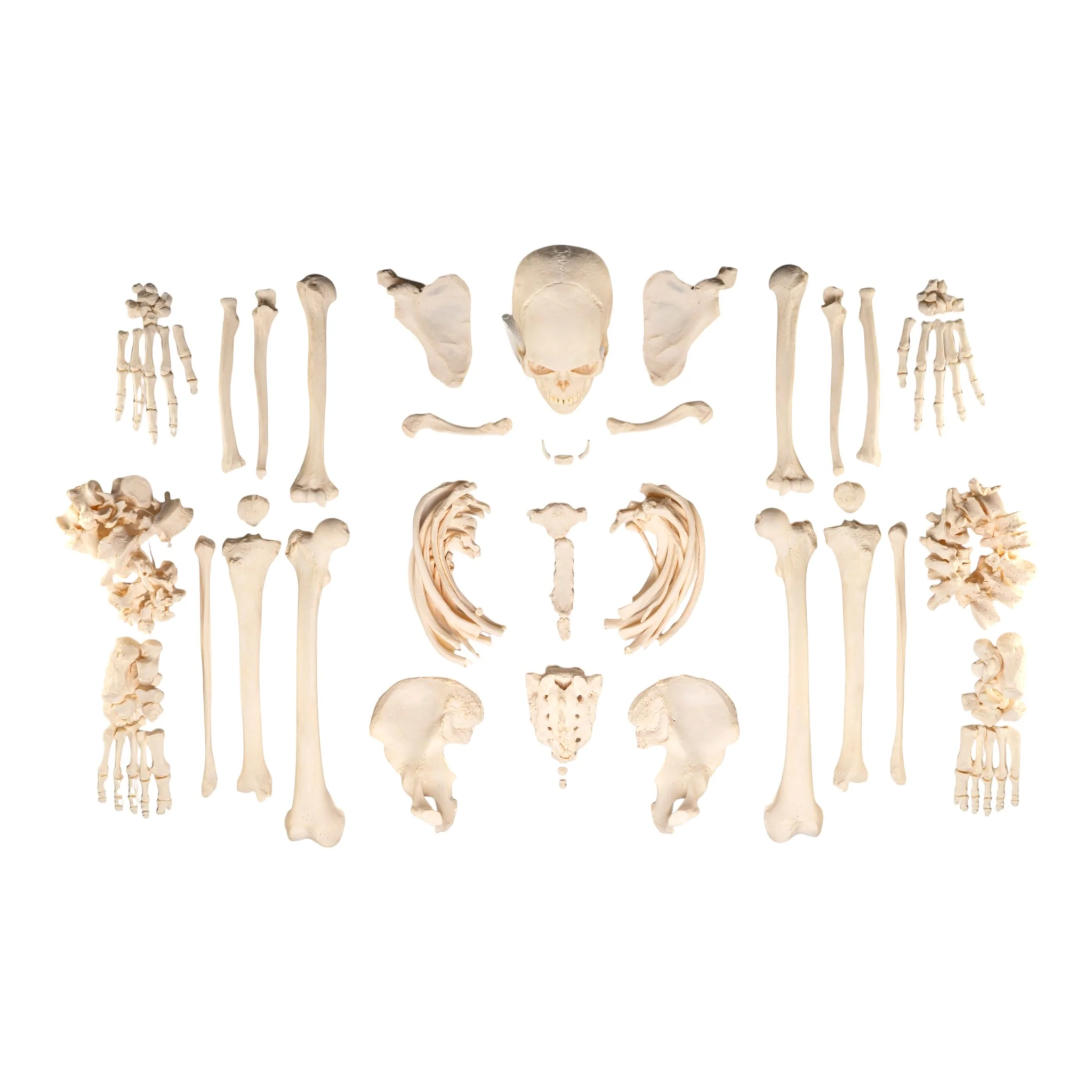 Real Research Quality Human Skeleton - Disarticulated