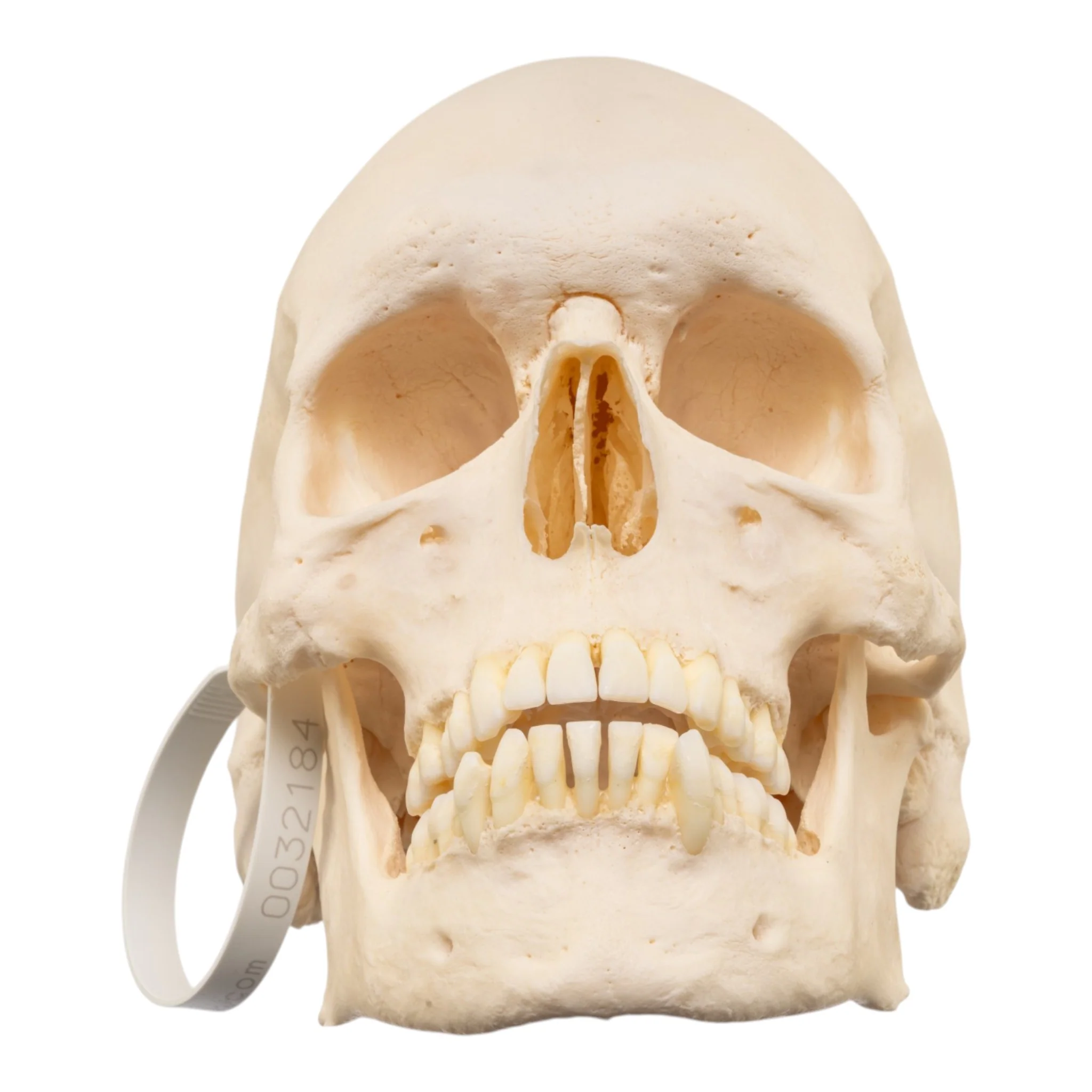 Real Research Quality Human Skeleton - Disarticulated - Image 4