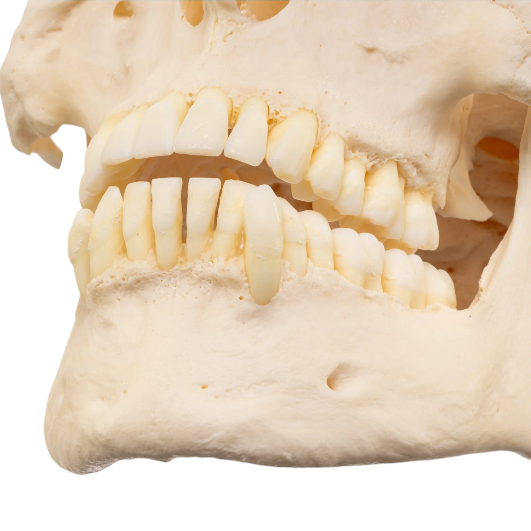 Real Research Quality Human Skeleton - Disarticulated - Image 9