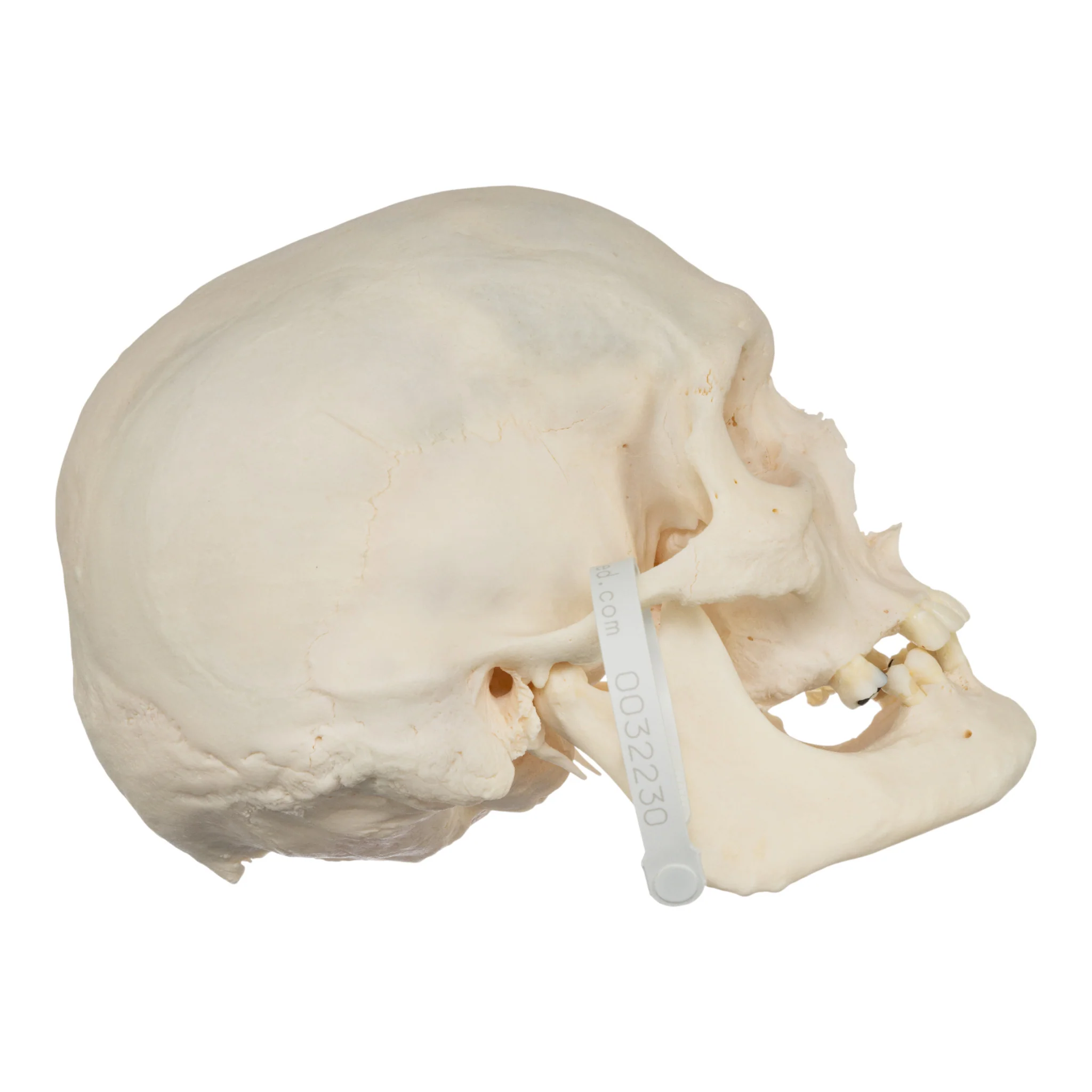 Real Research Quality Human Skeleton - Disarticulated - Image 3