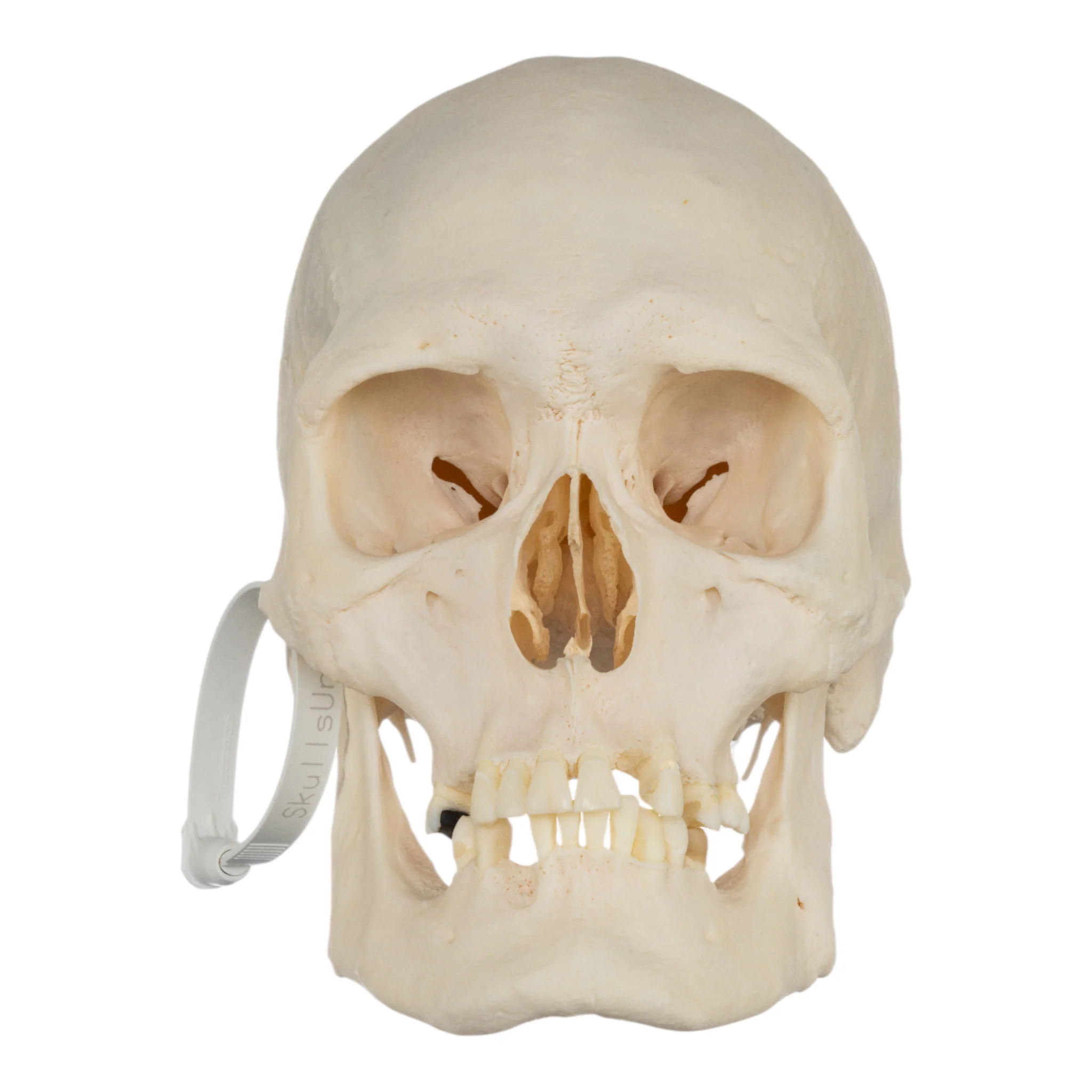 Real Research Quality Human Skeleton - Disarticulated - Image 4