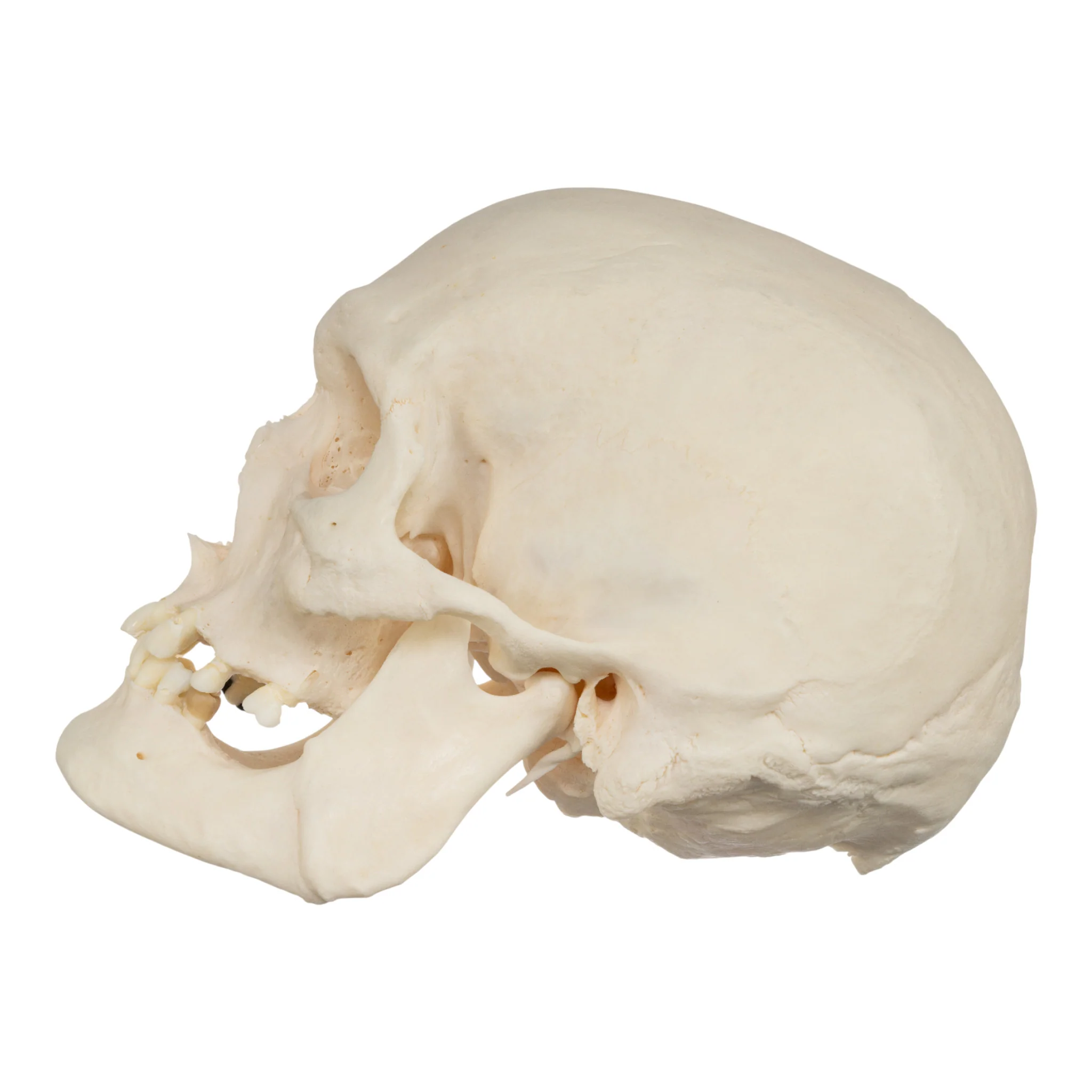 Real Research Quality Human Skeleton - Disarticulated - Image 5